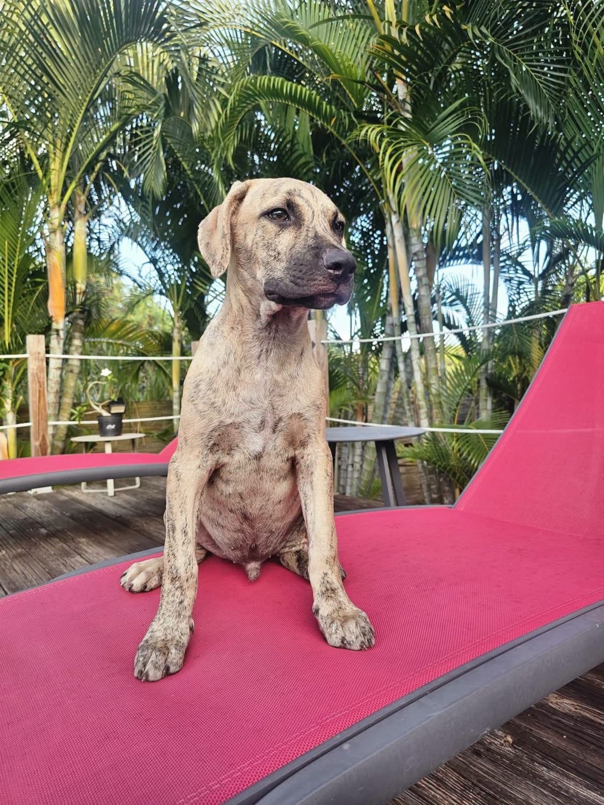 Adoption Fenzo