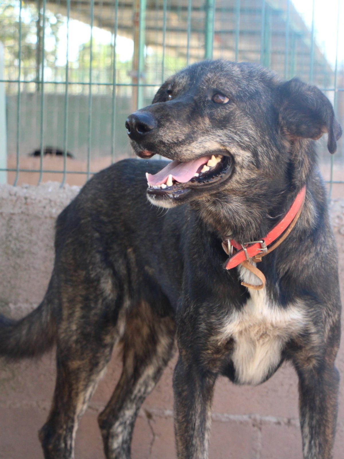 Adoption Amoroso