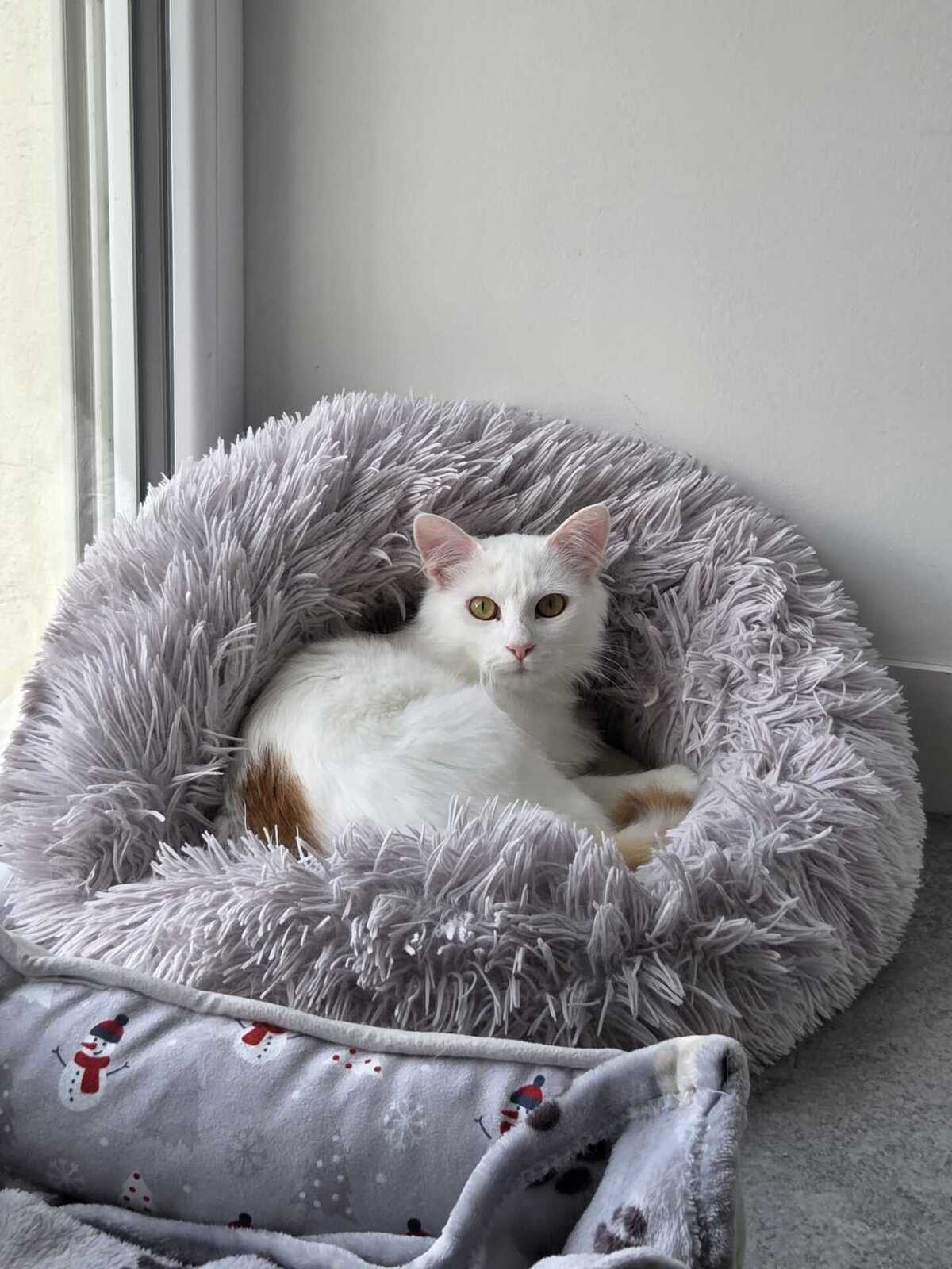 Adoption Alaska