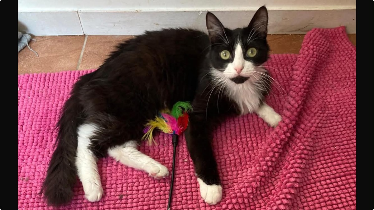 Adoption Jules