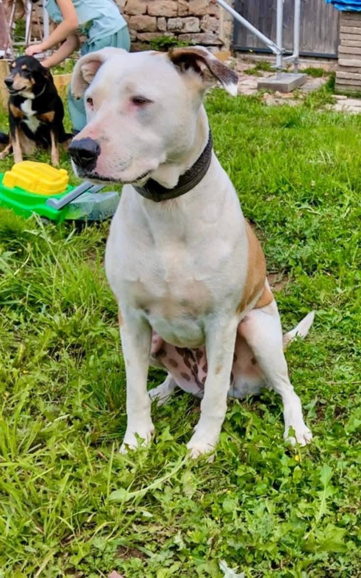 Adoption Romy