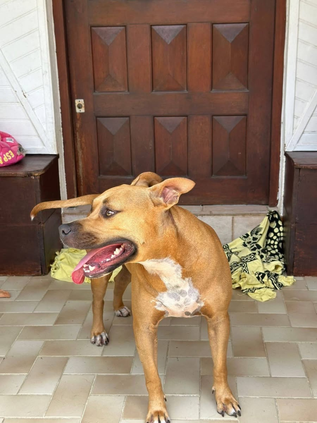 Adoption Omy