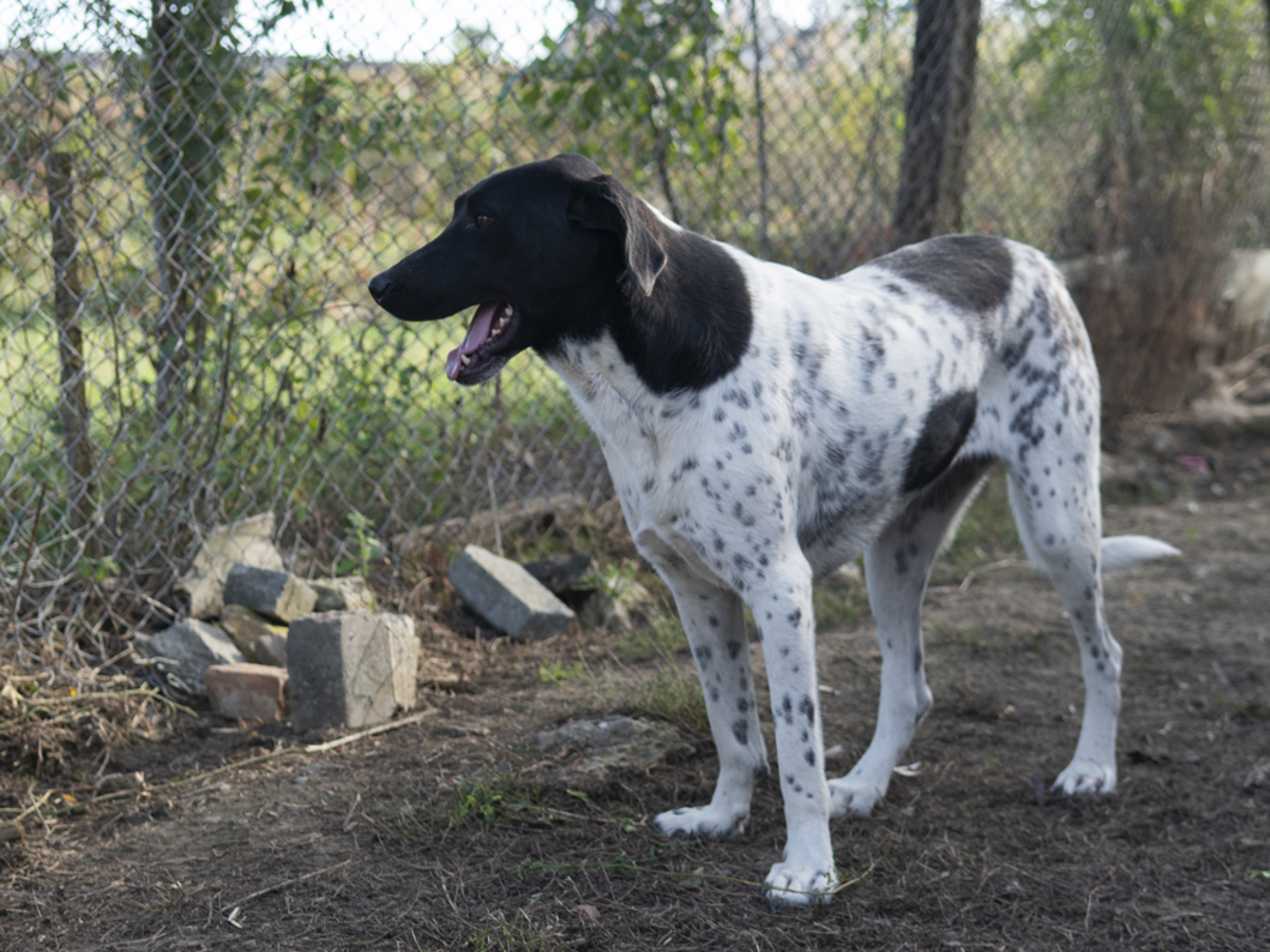 Adoption Kenza