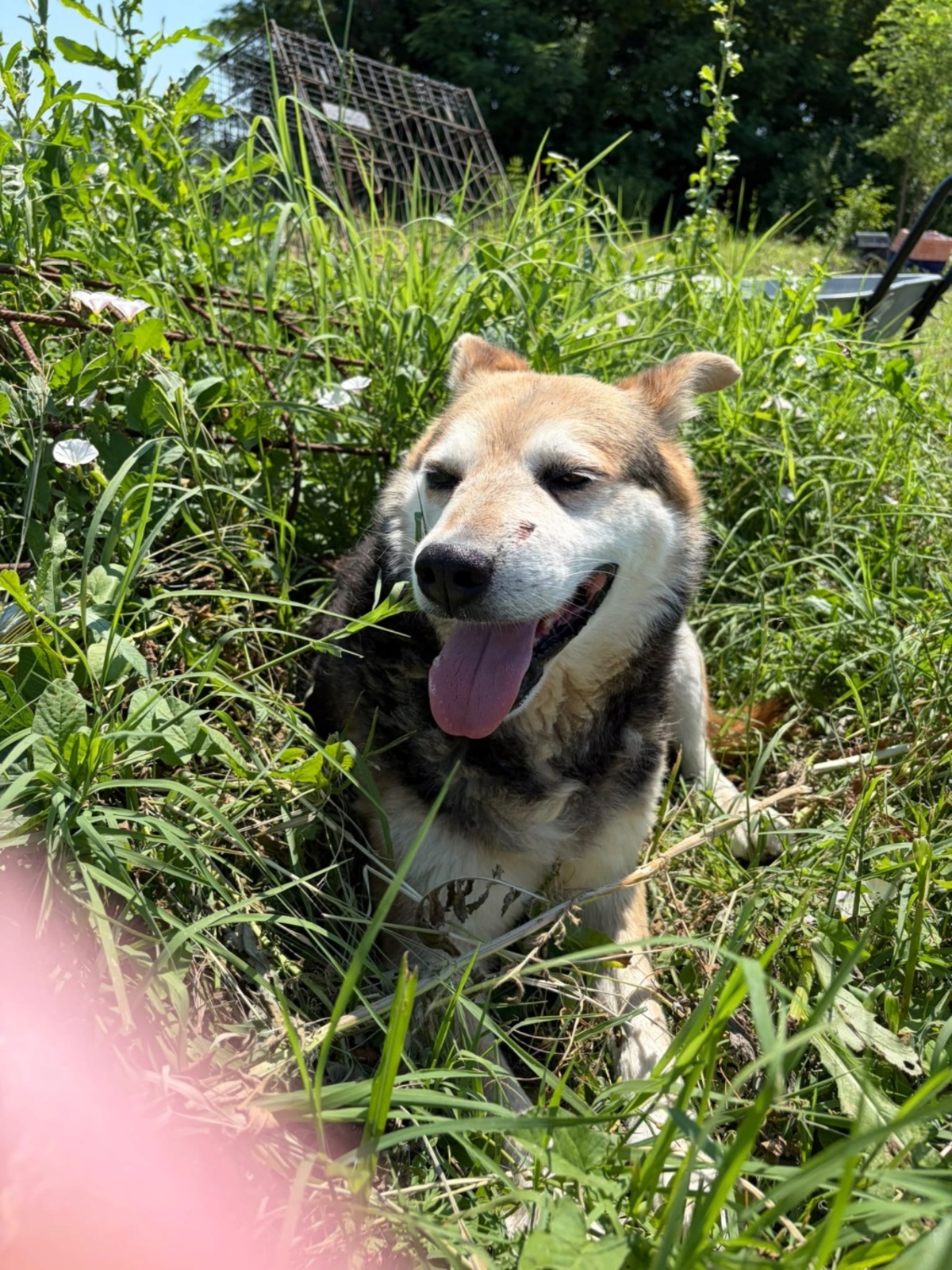 Adoption Tommy