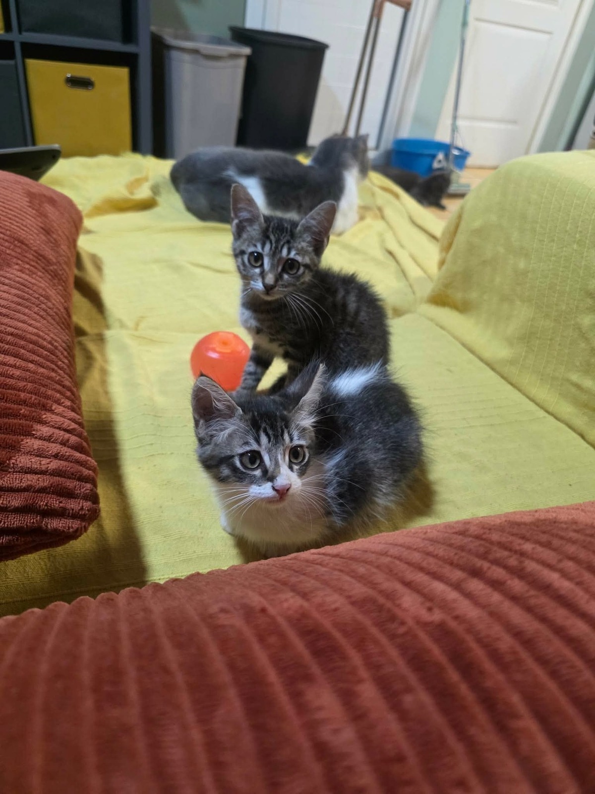 Adoption Bonnie & Bianca