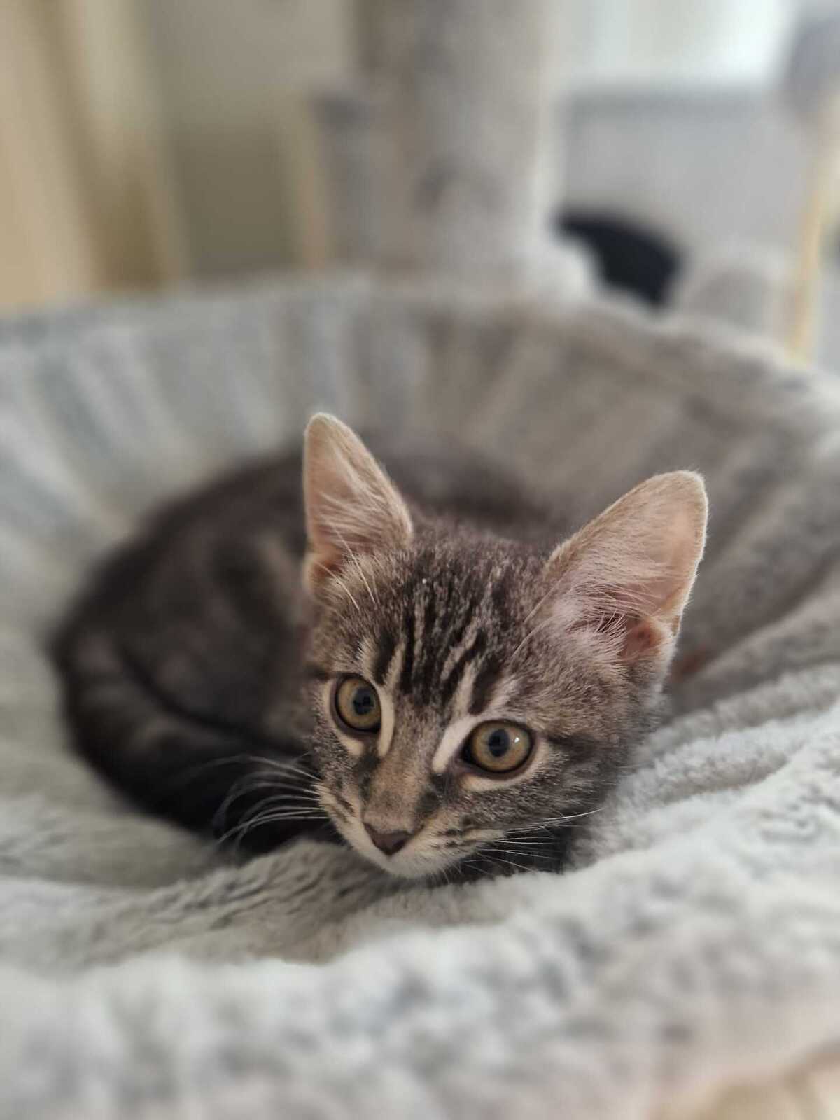 Adoption Chocominette