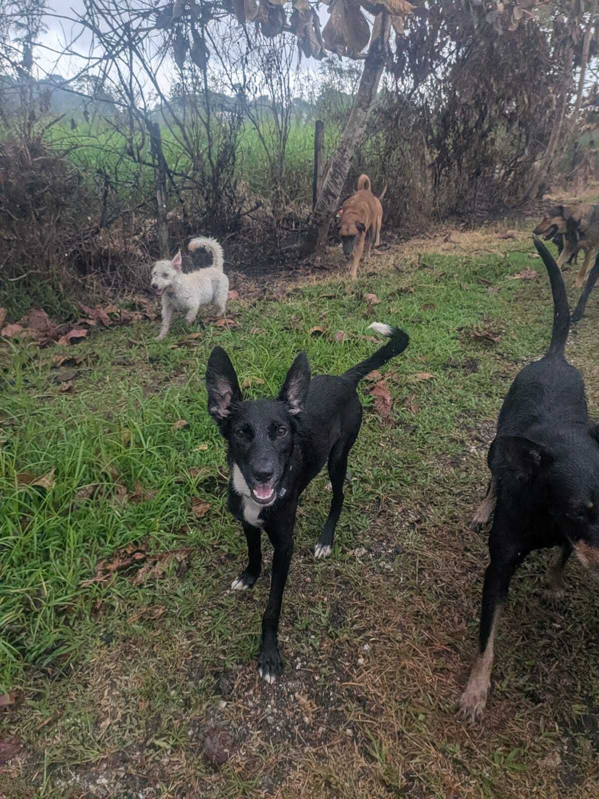 Adoption Brava