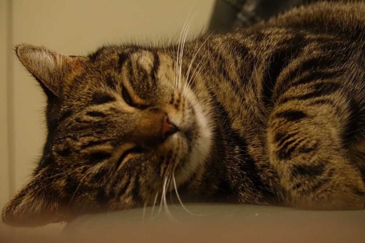 Adoption Athena
