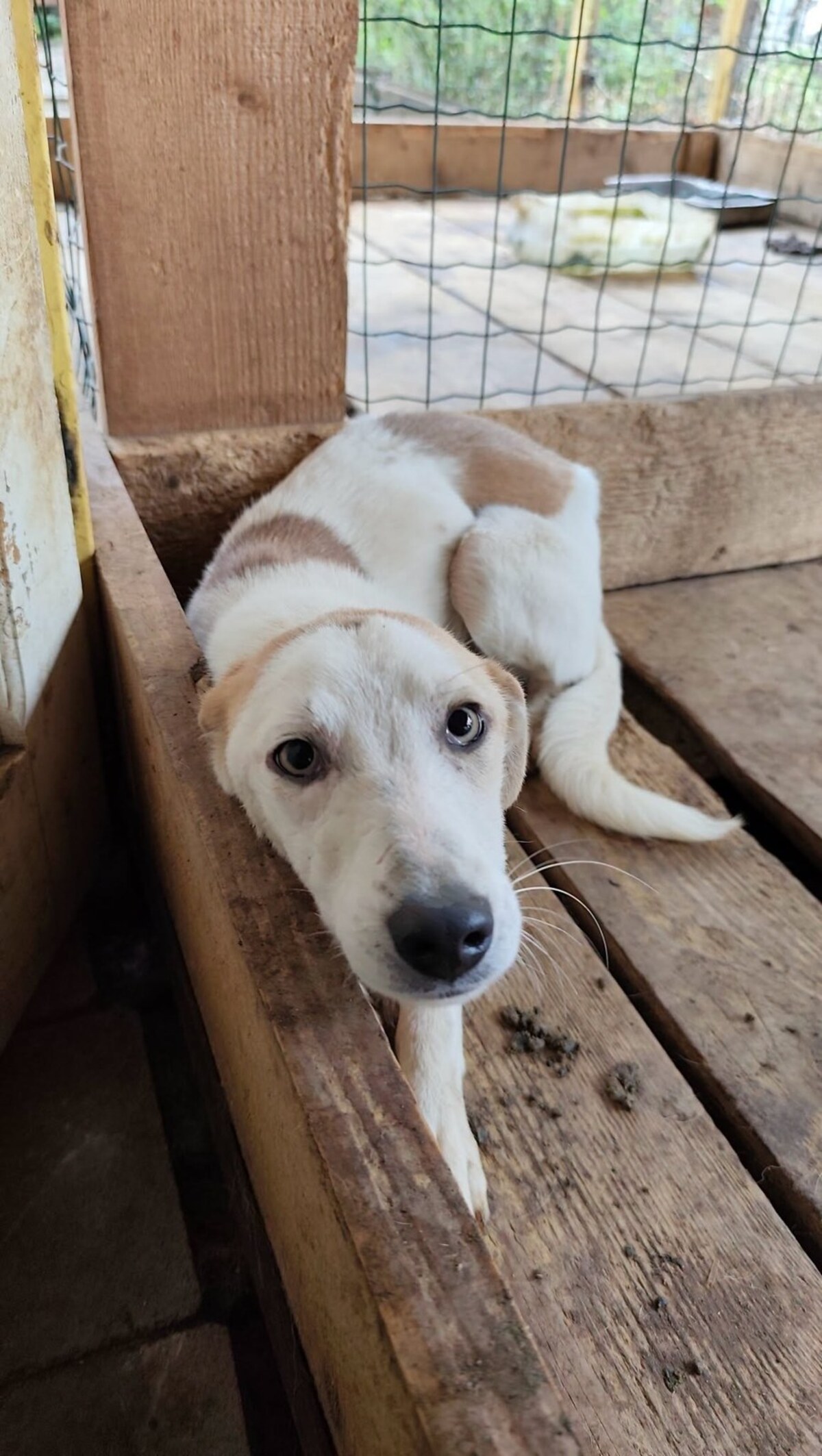 Adoption Félie