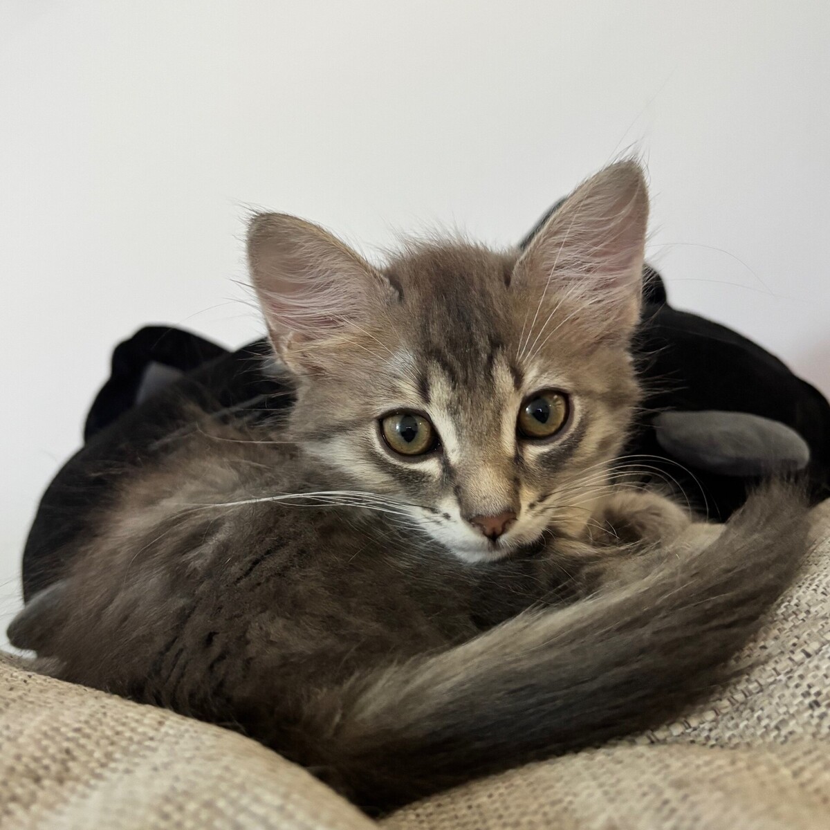 Adoption Brandy
