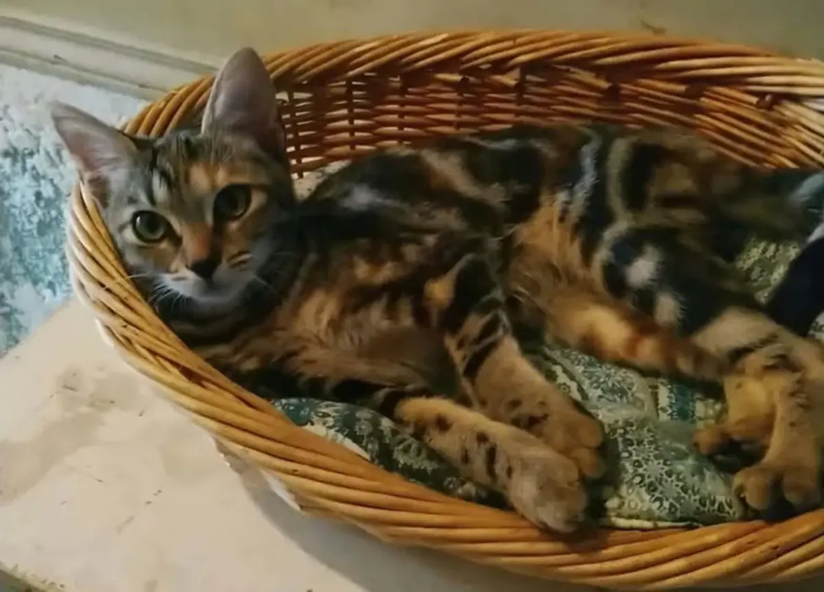 Adoption Romy