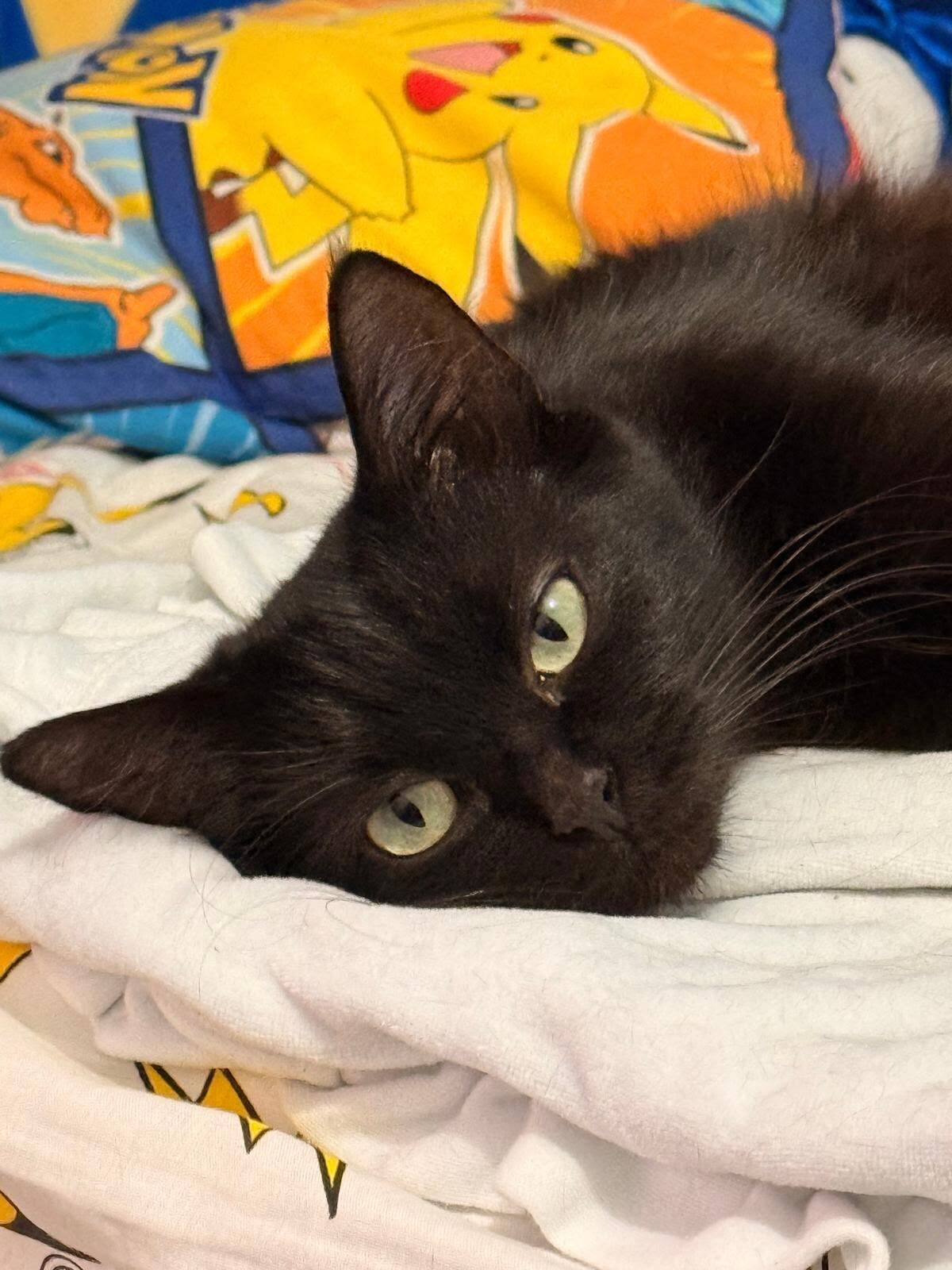 Adoption Cassie