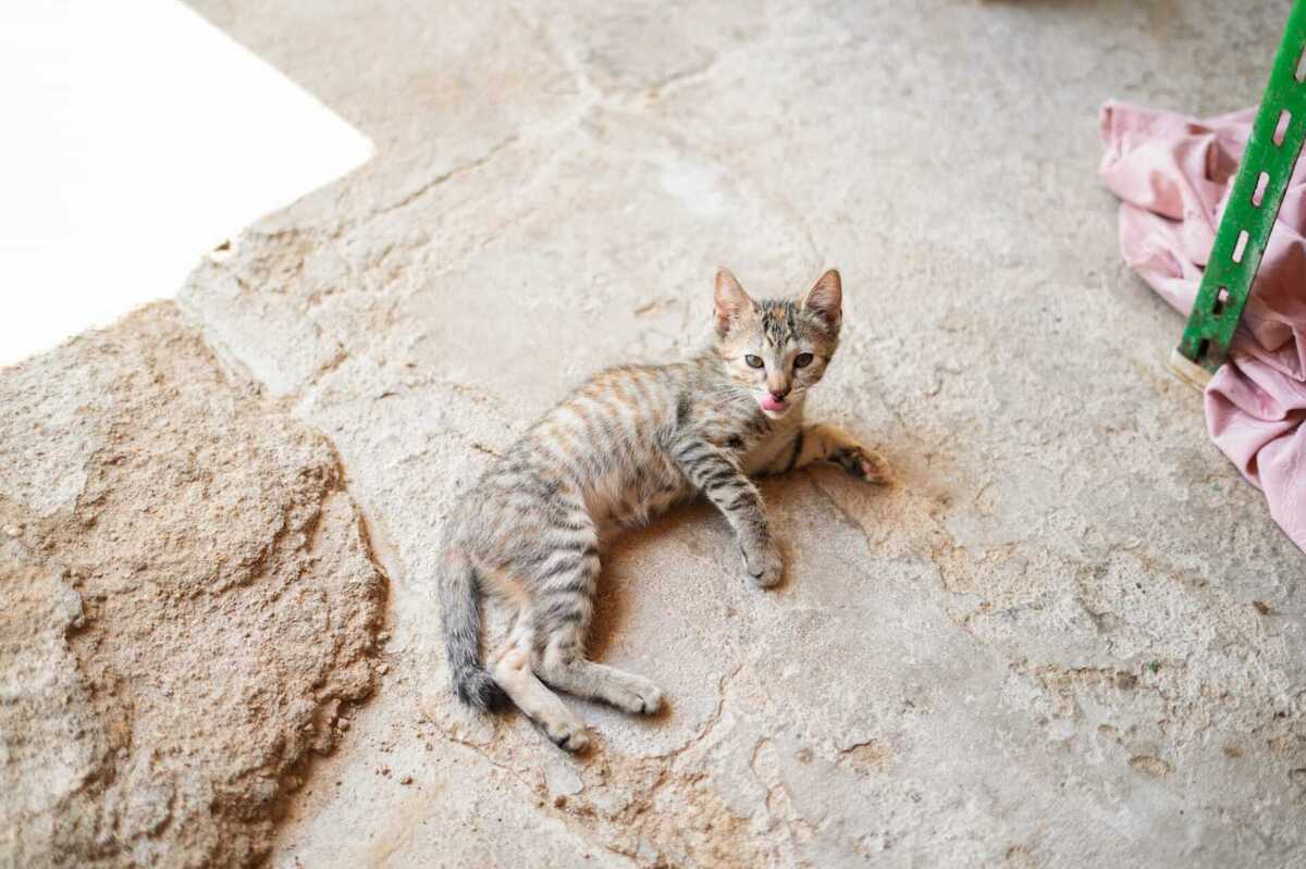 Adoption LIA