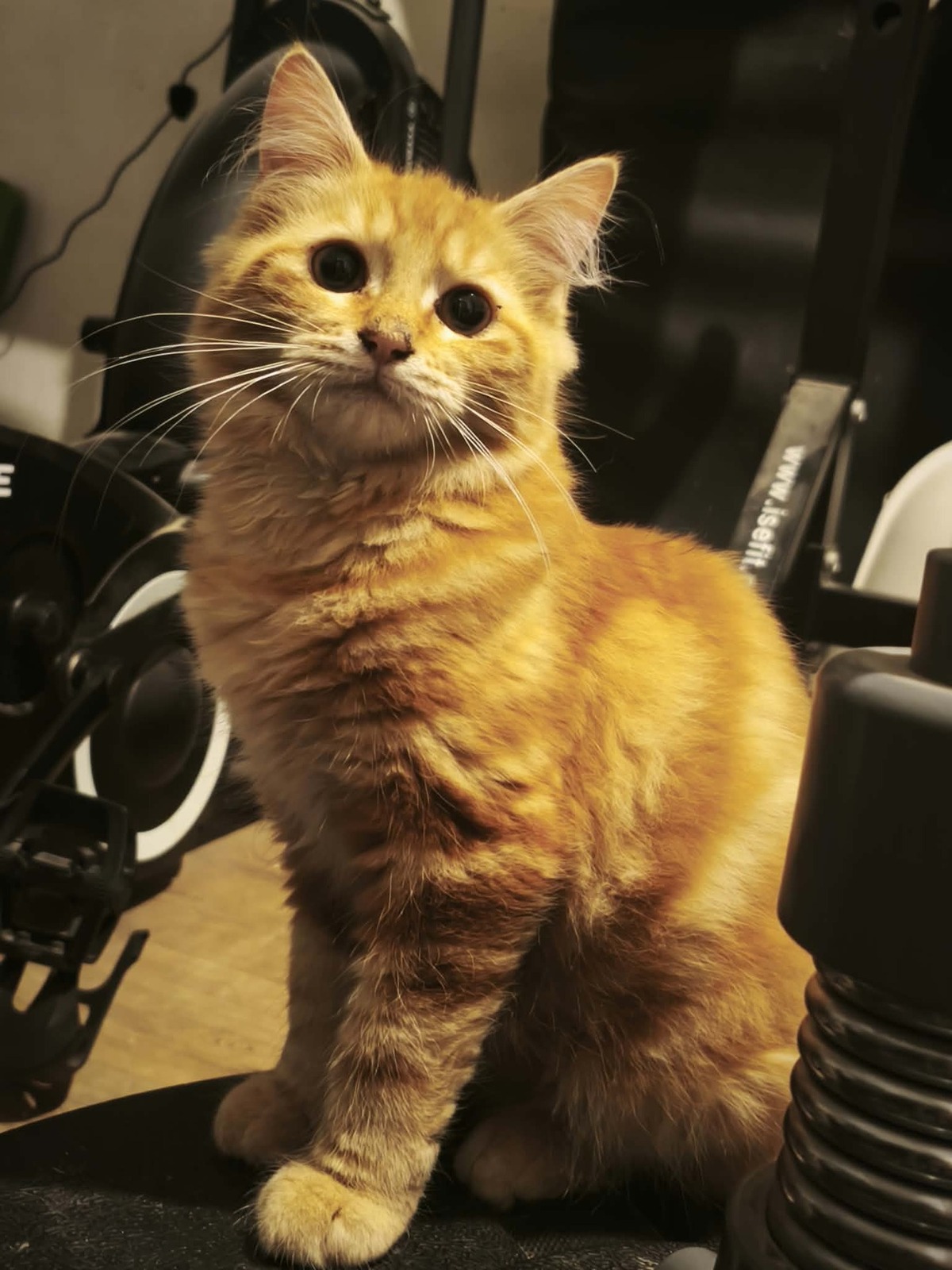 Adoption Semoule