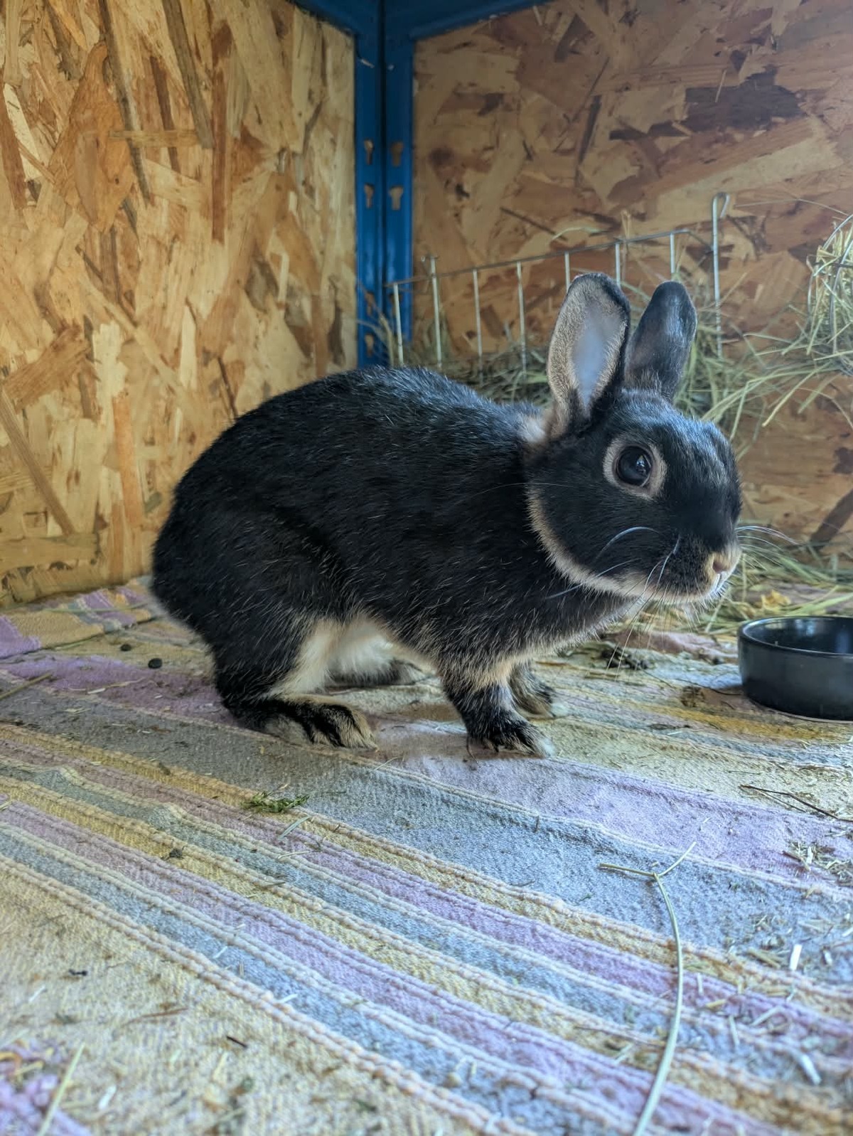 Adoption Nox