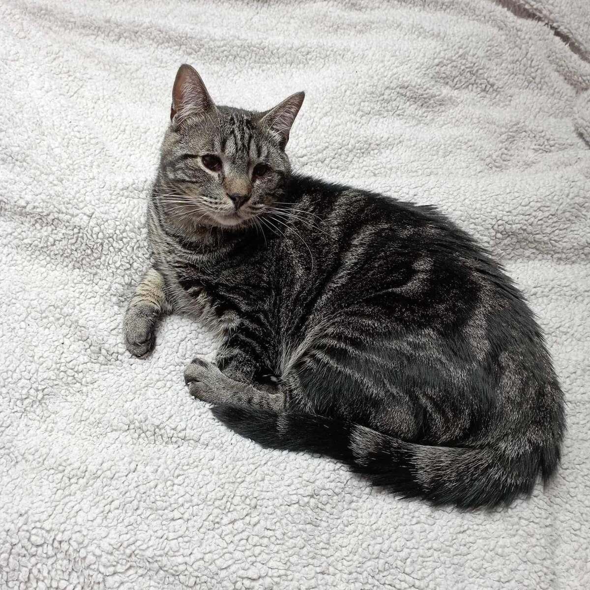 Adoption Clyde