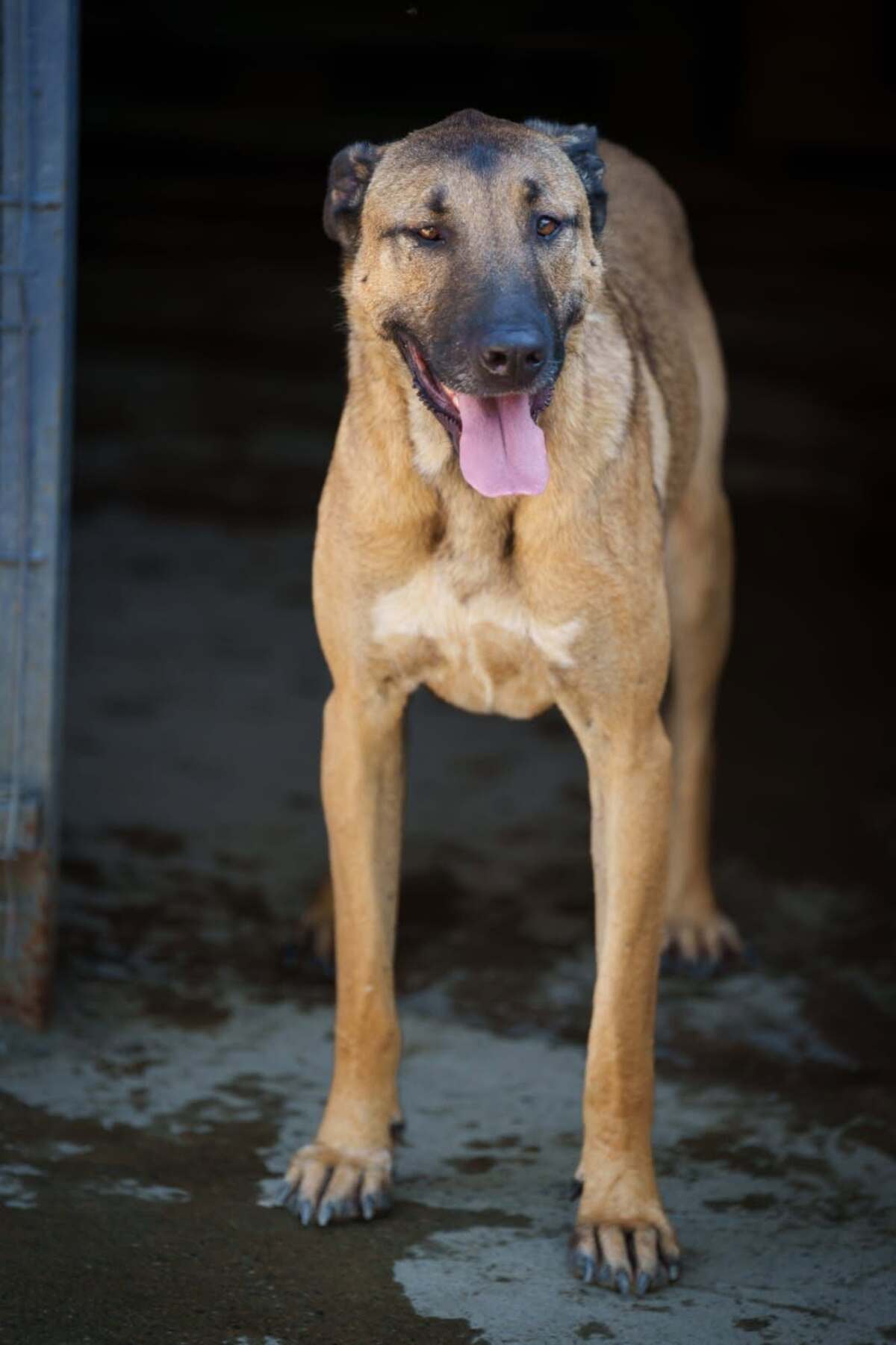 Adoption CHEWIE