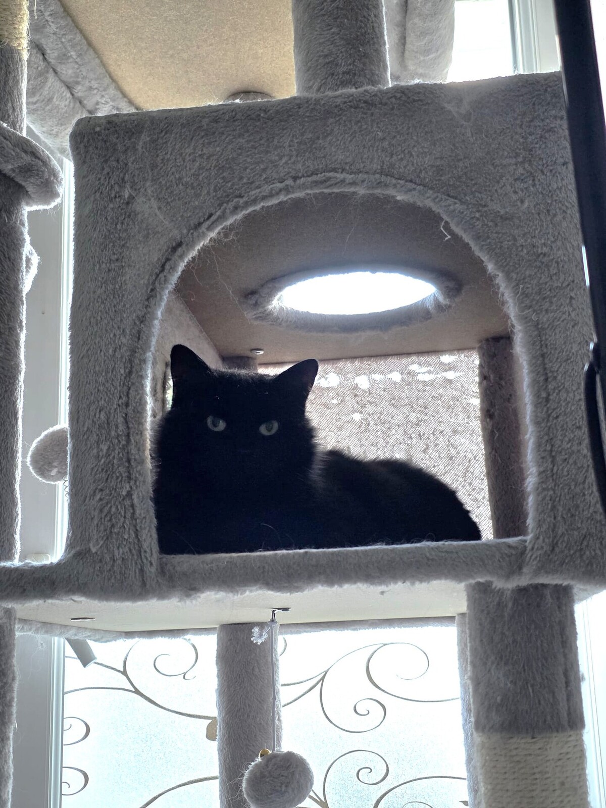 Adoption Duchesse