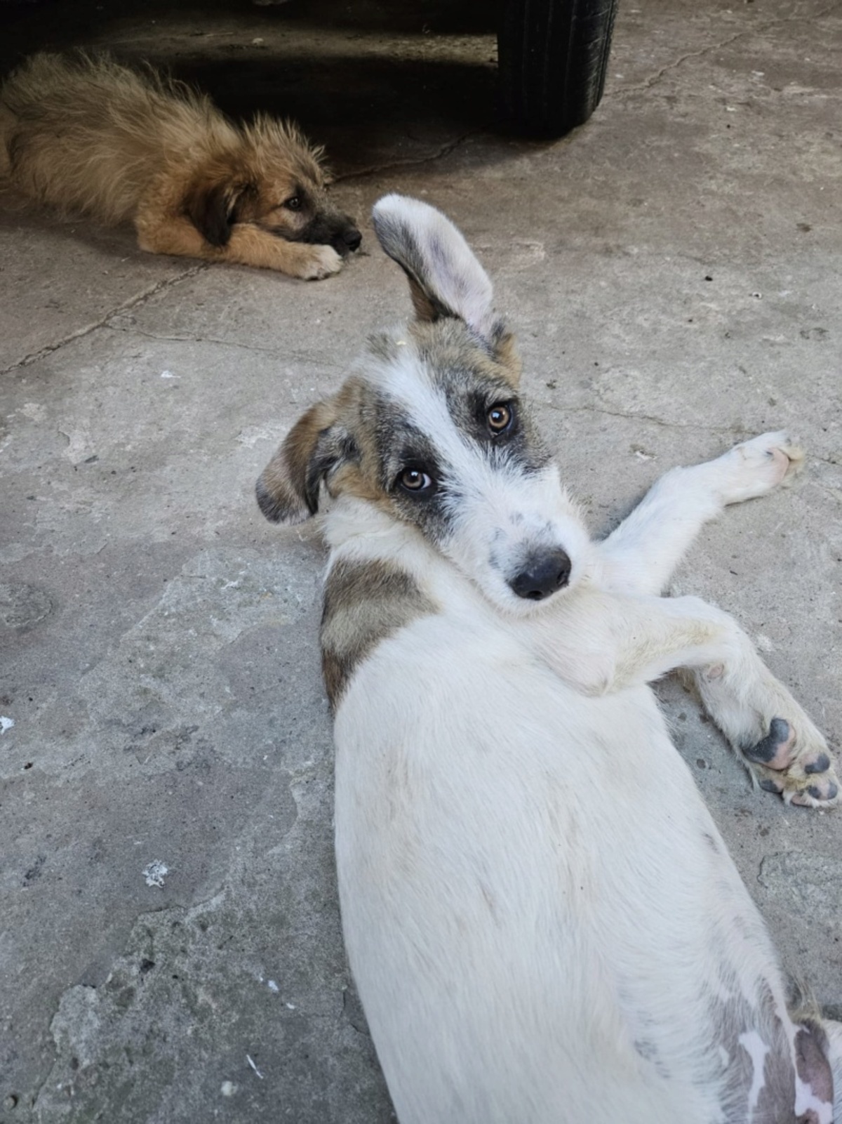 Adoption Olow