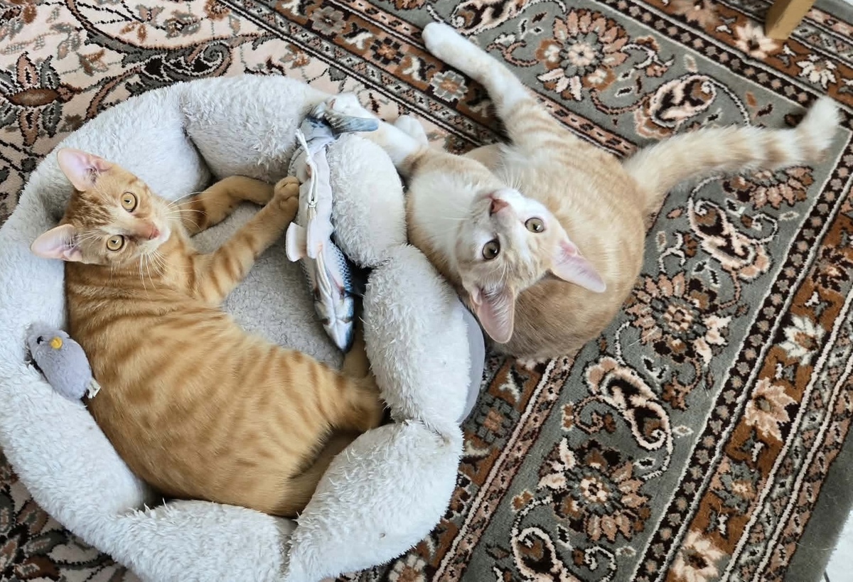 Adoption STINSON ET MOSBY
