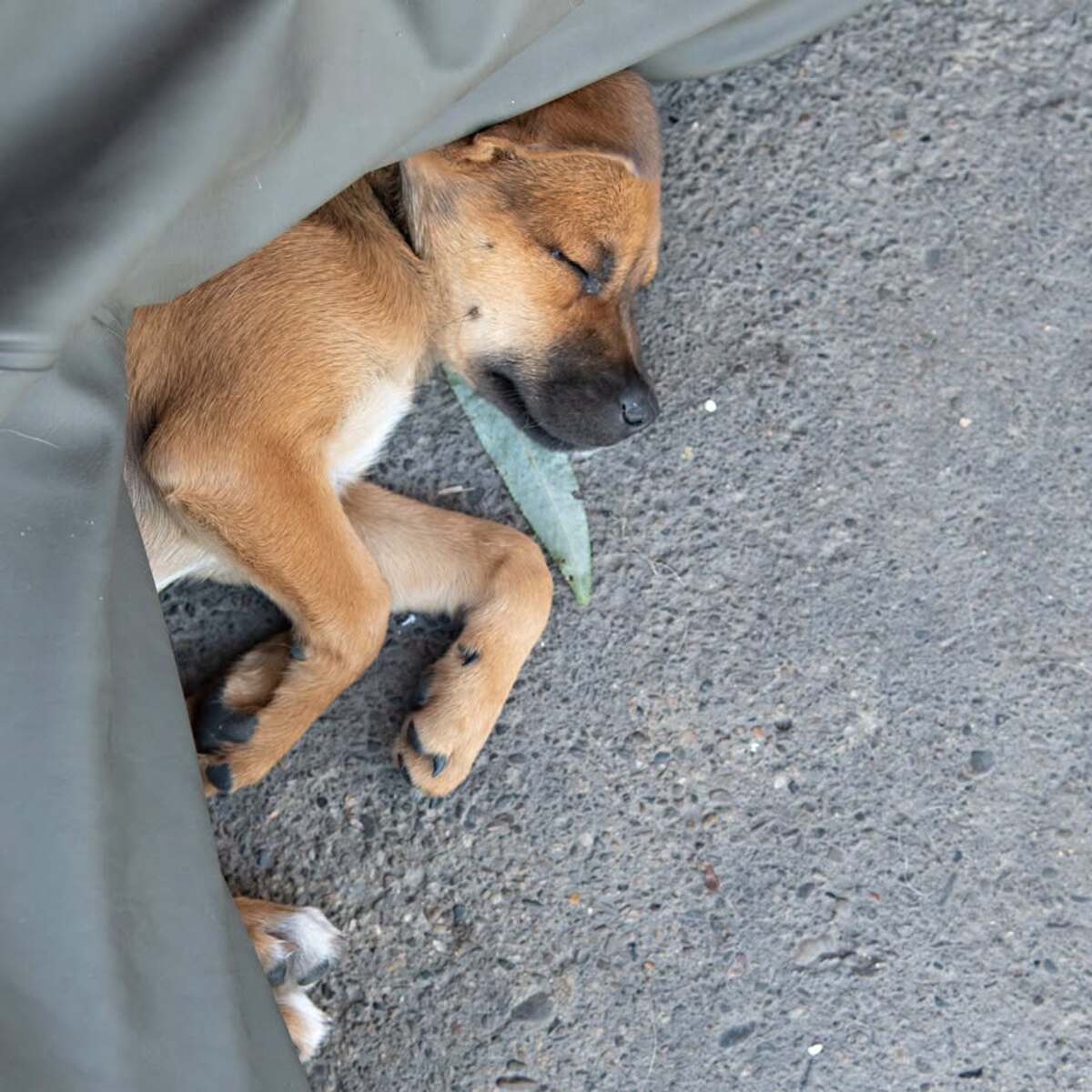 Adoption Samie