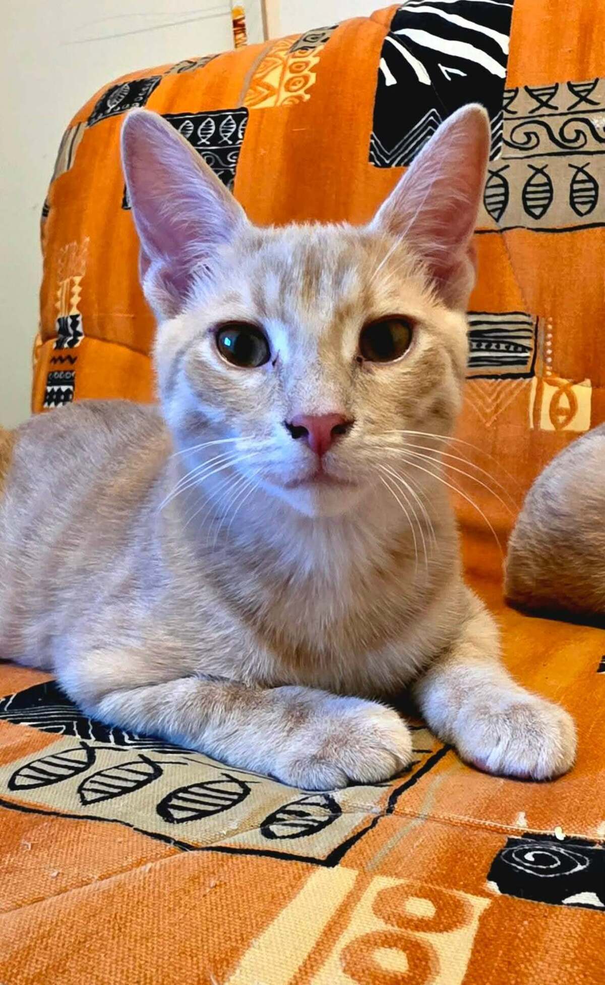 Adoption Tao et Osis