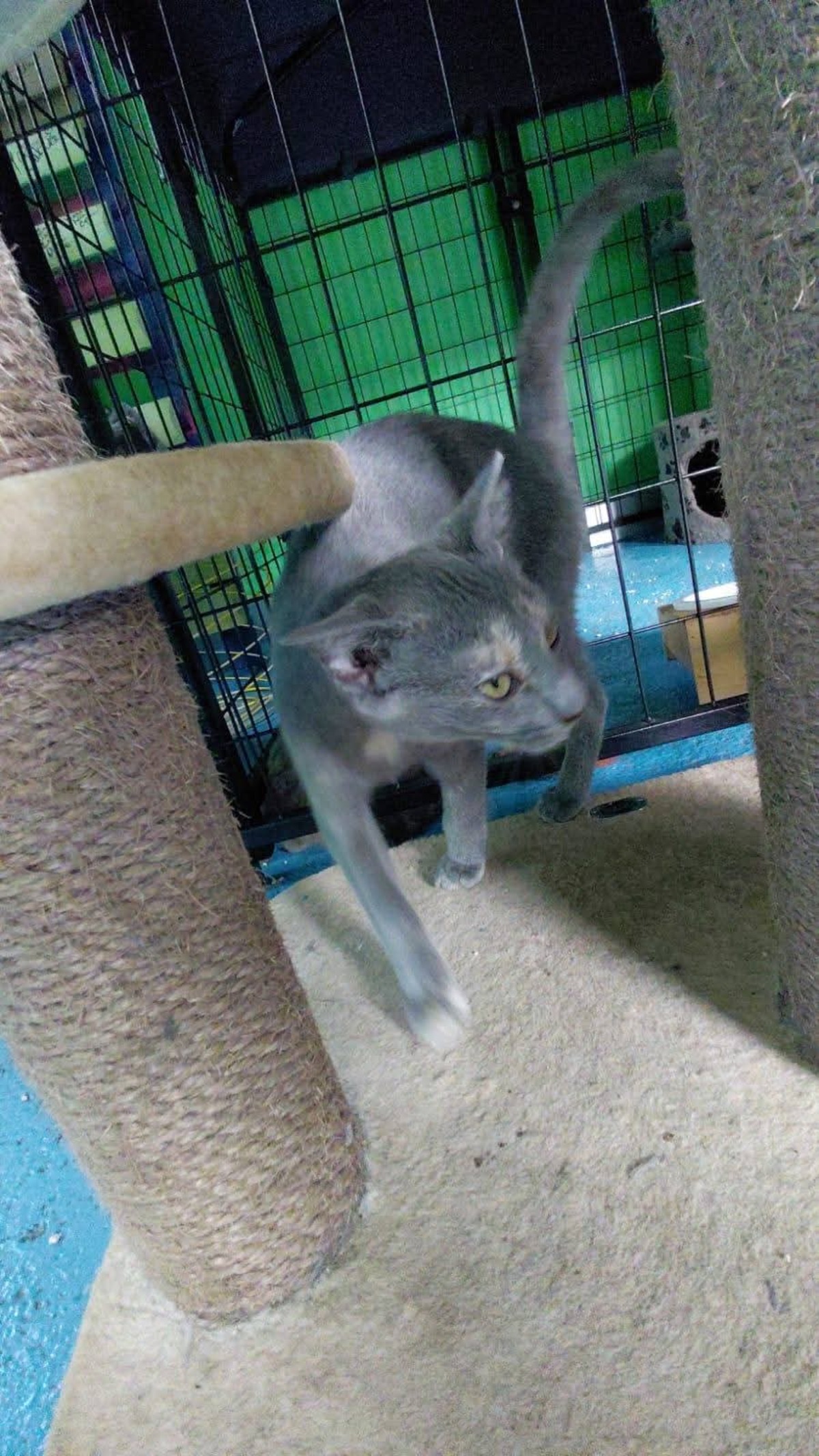 Adoption Mapou