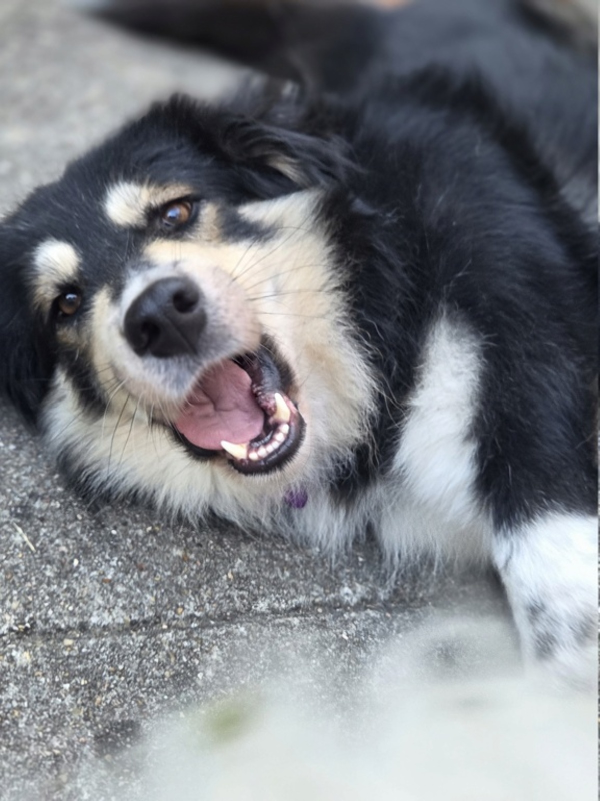 Adoption Nyssen