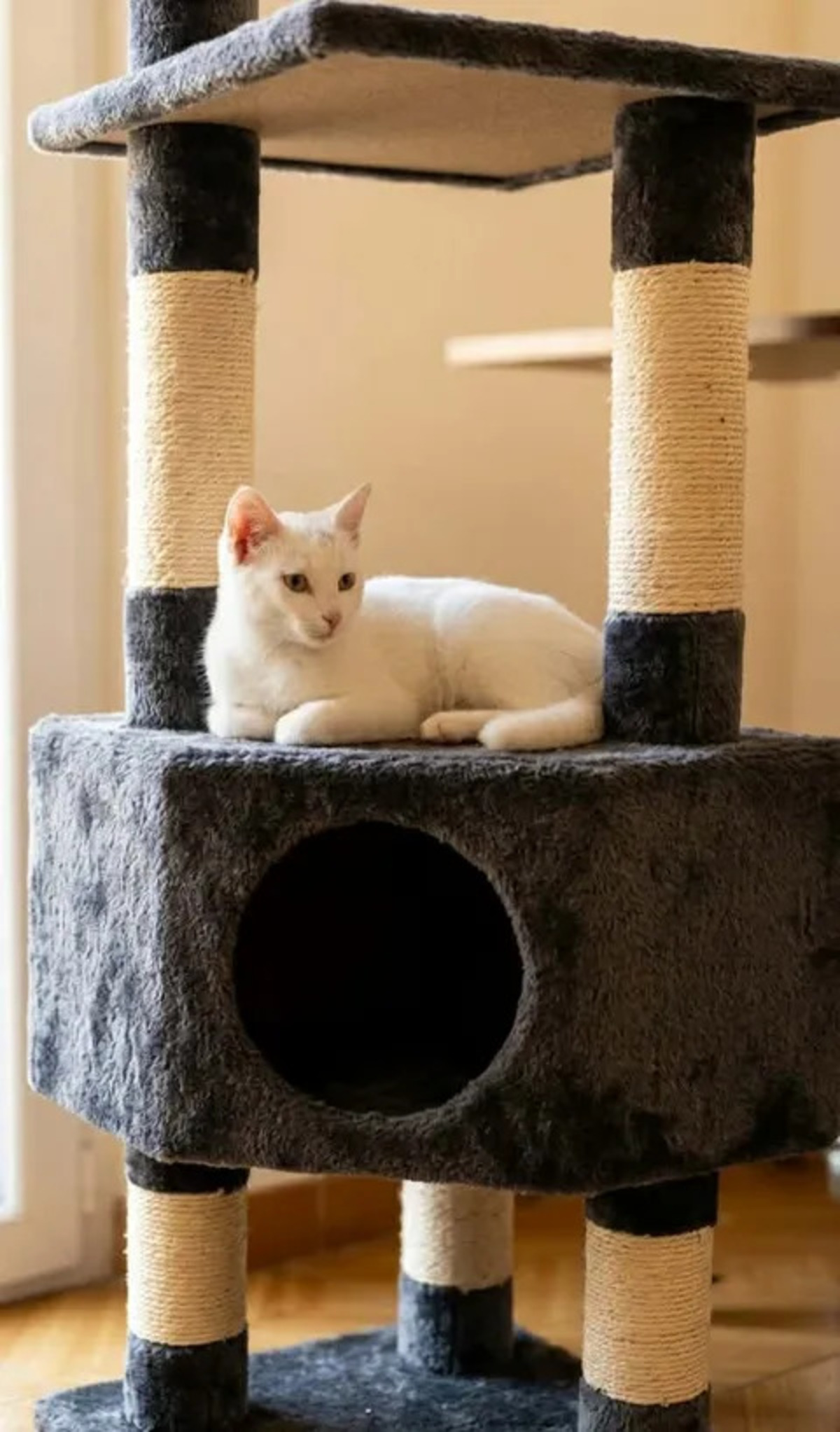 Adoption Bianca
