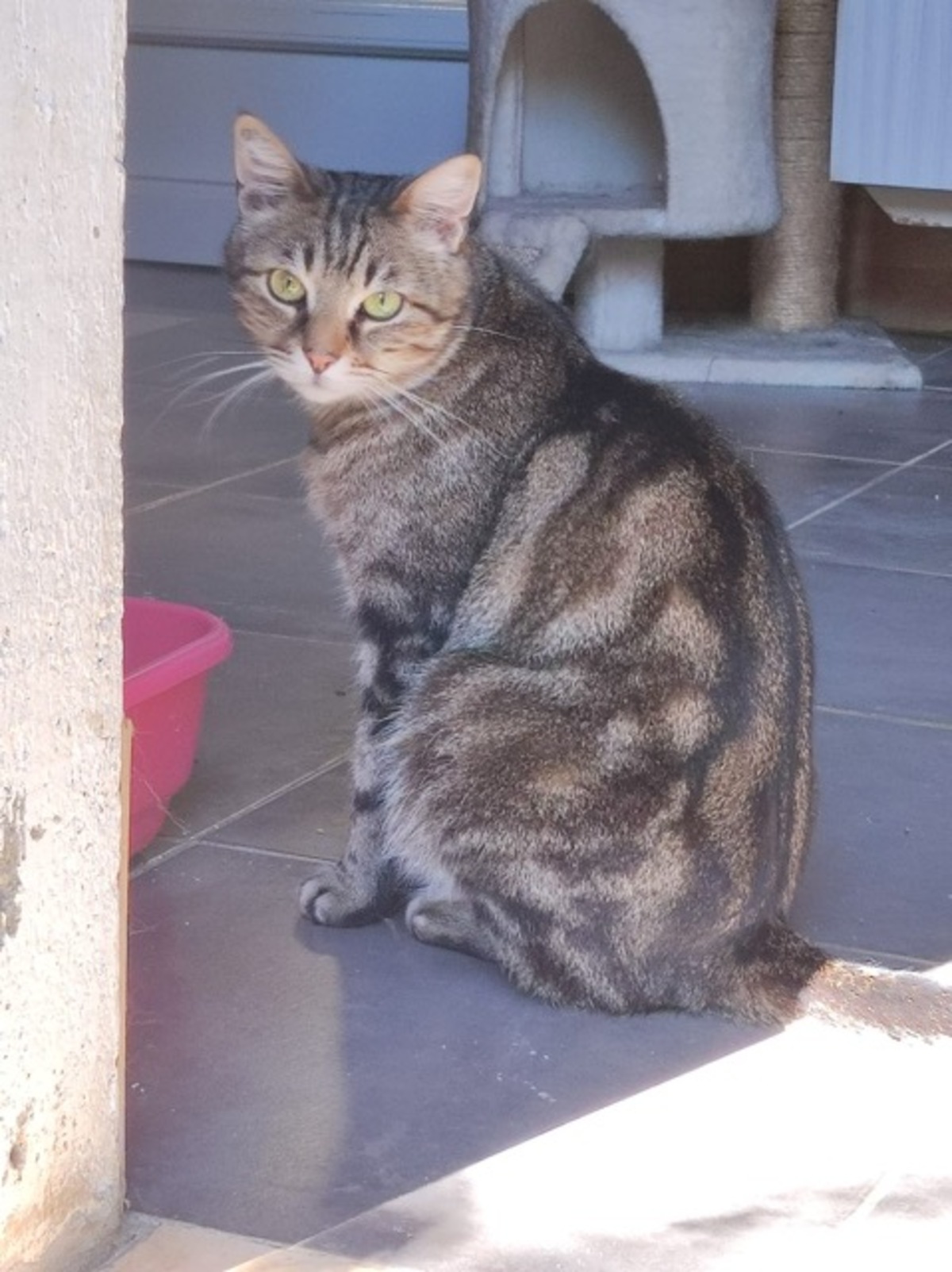Adoption Omer
