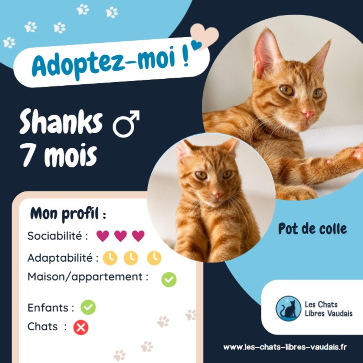 Adoption Shanks