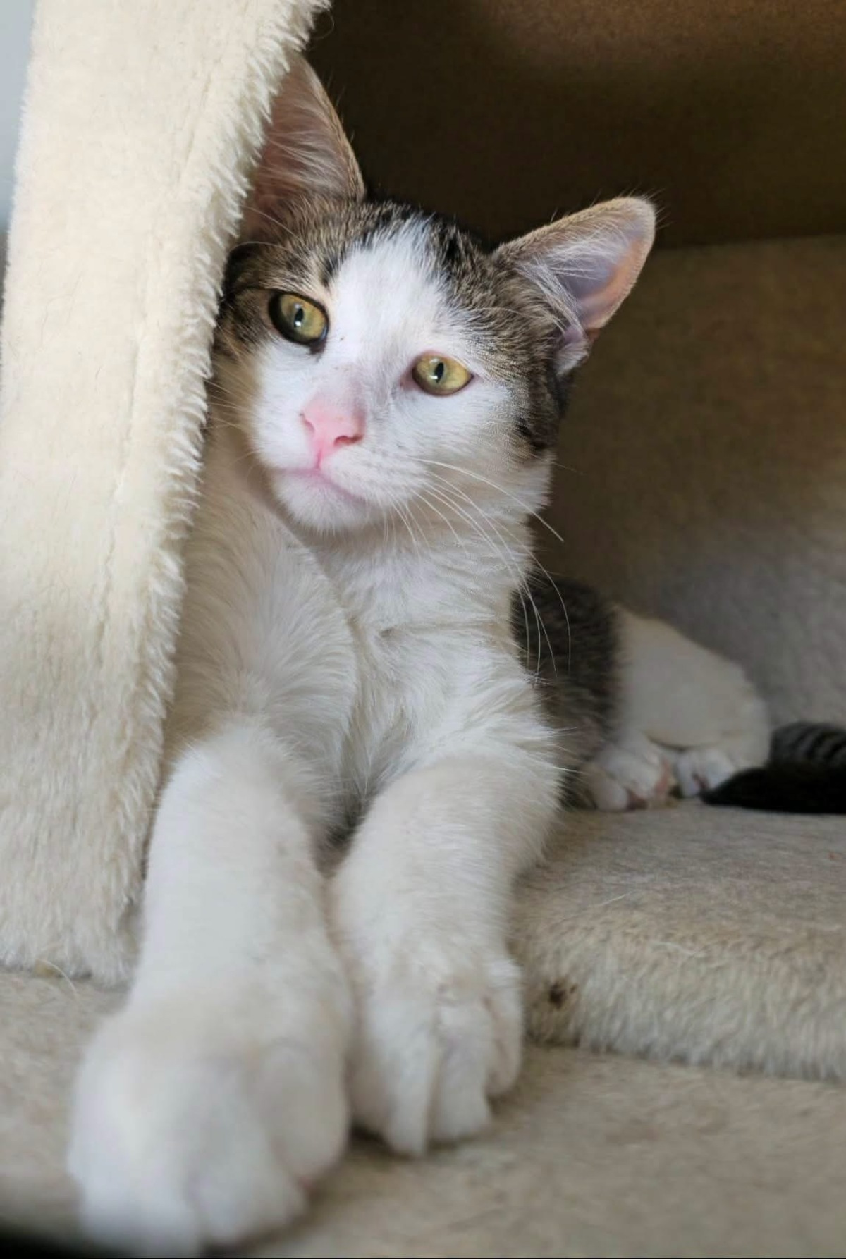 Adoption RODÉO 