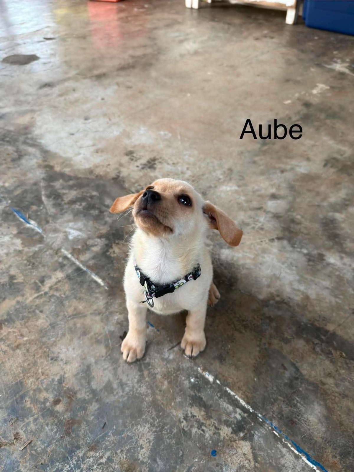 Adoption Aube