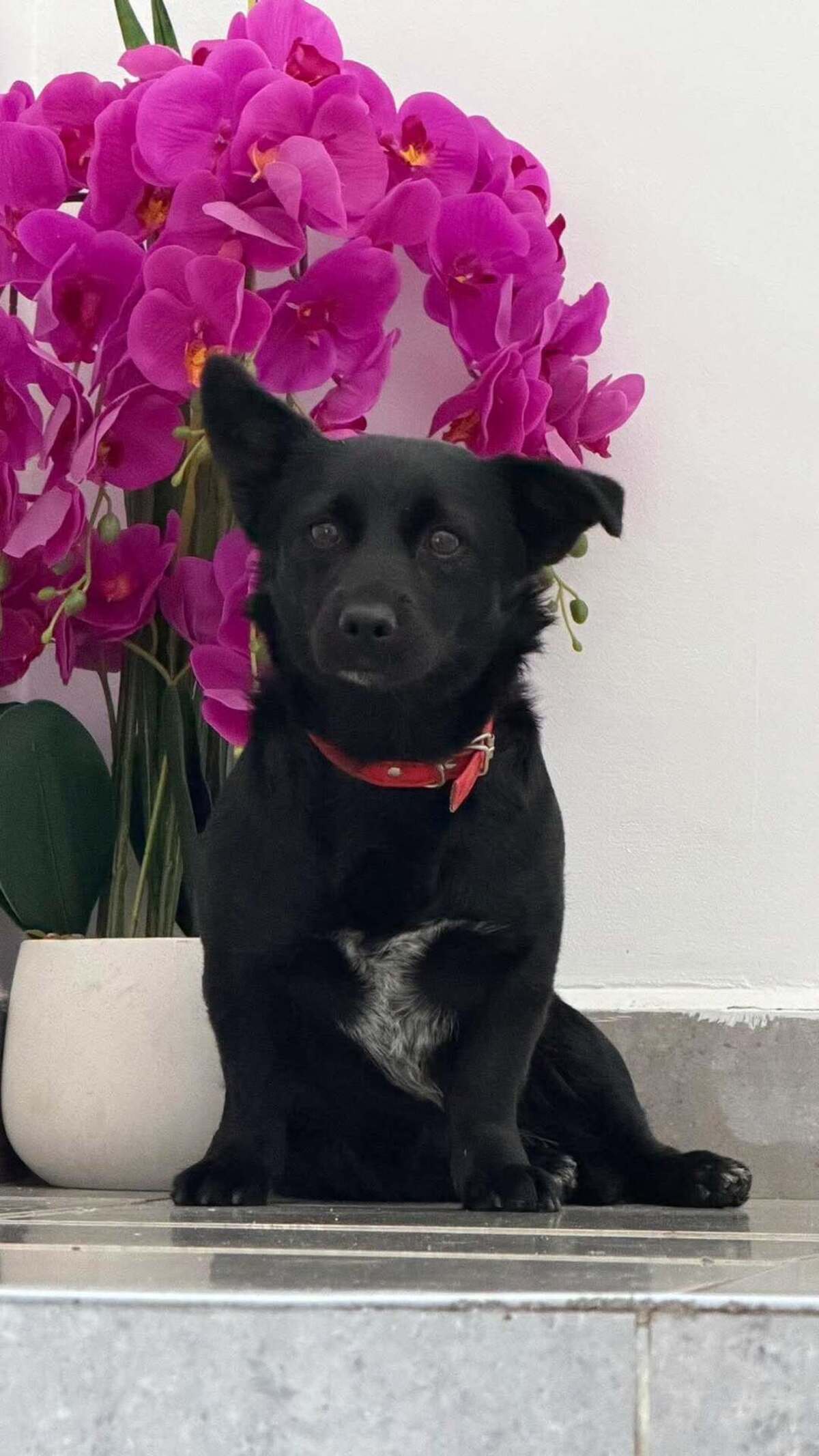 Adoption Voodoo