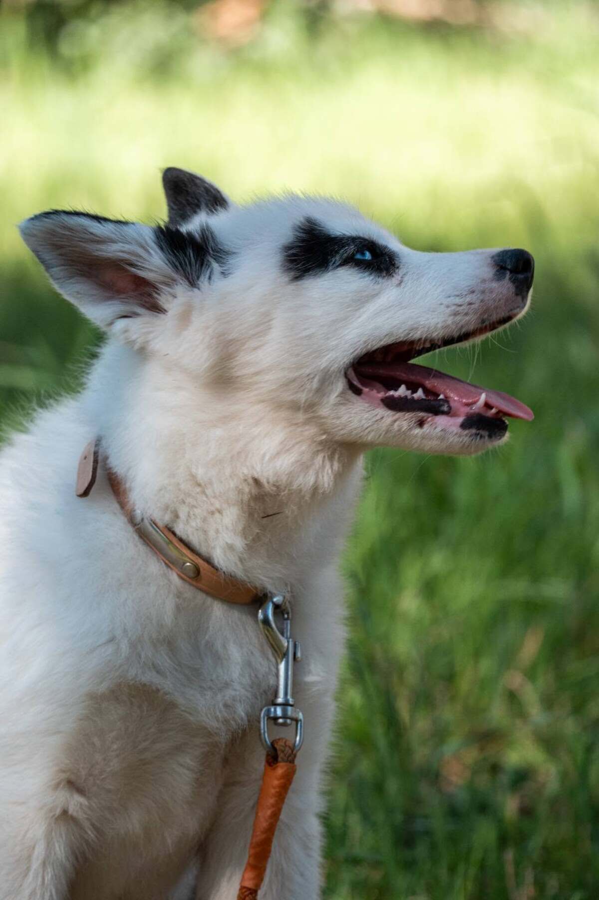 Adoption Summer