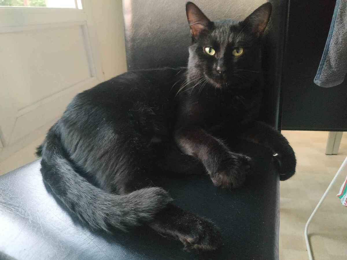 Adoption Shelter