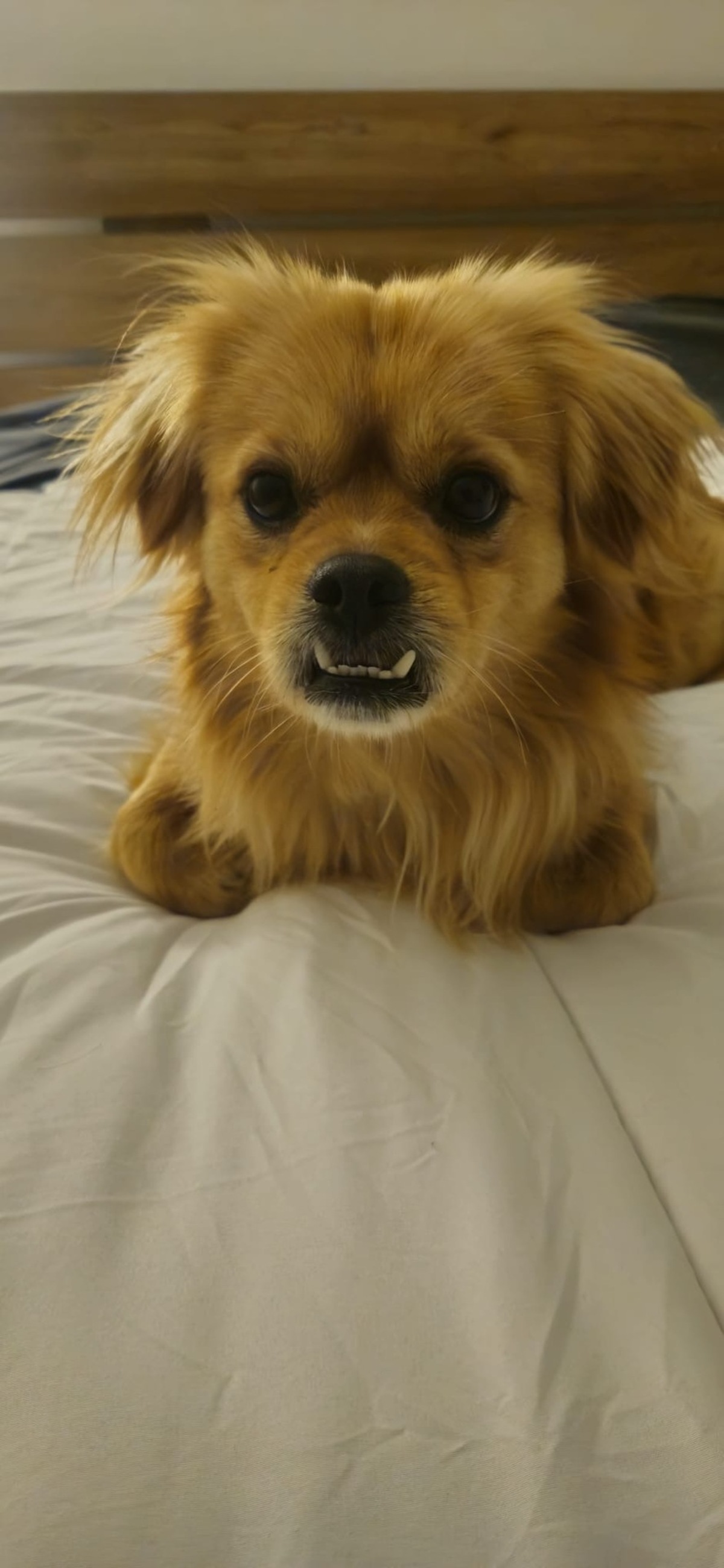 Adoption Ti-Rex
