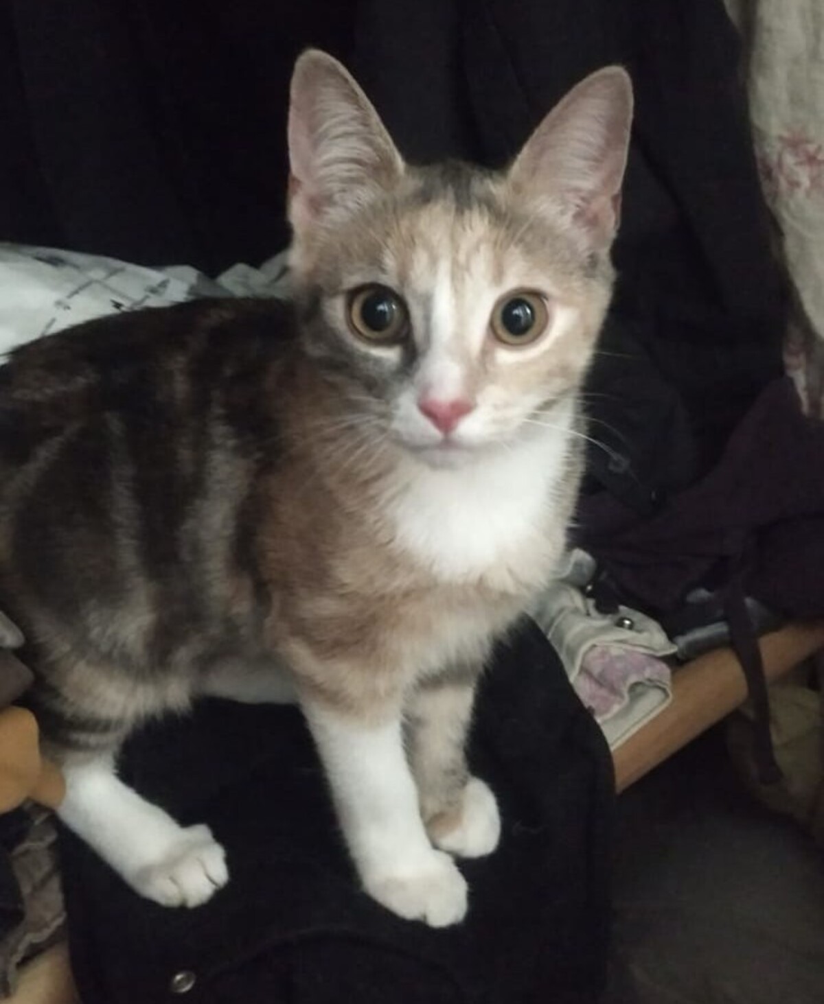 Adoption Bijou