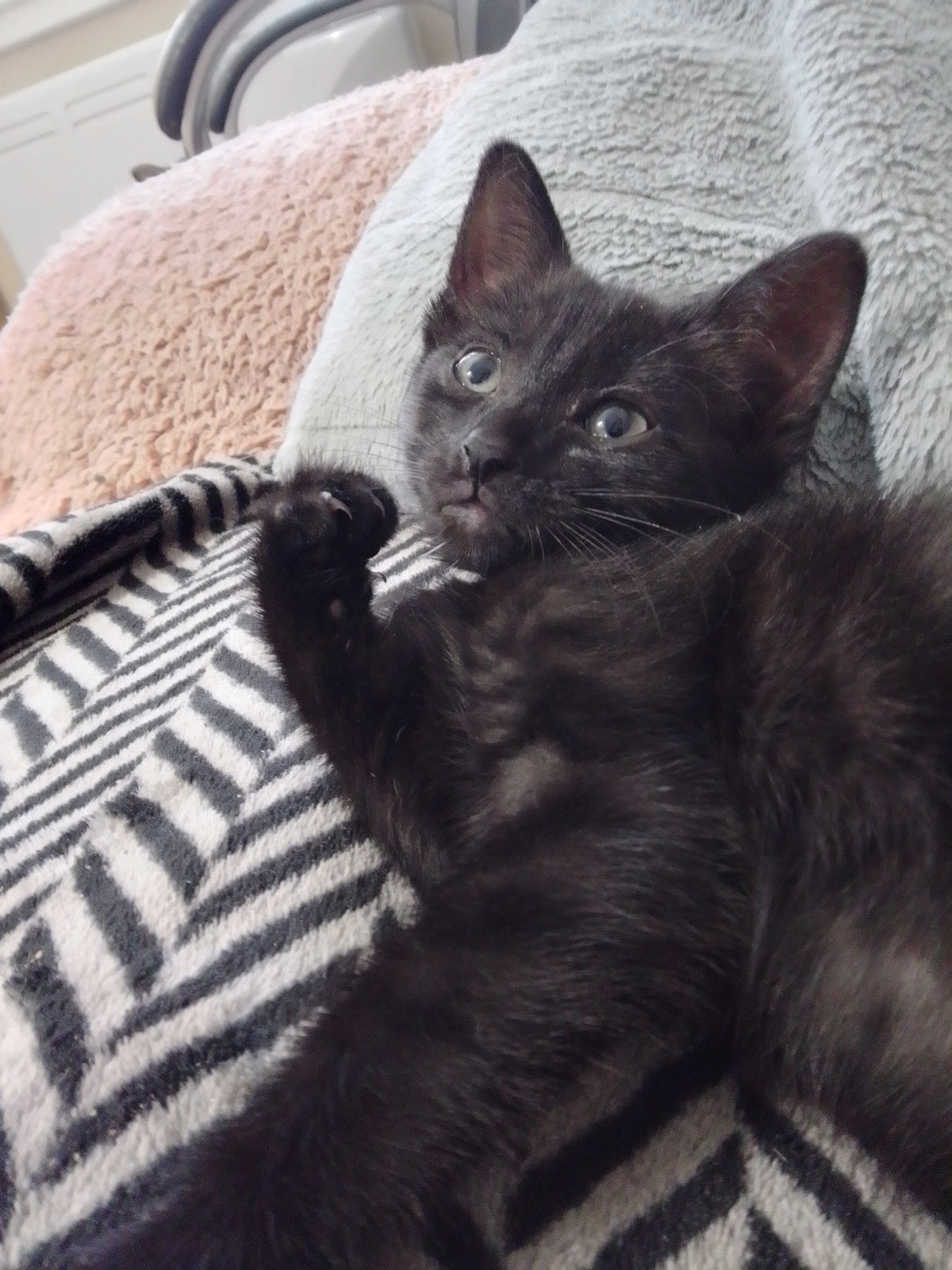 Adoption BANDITA