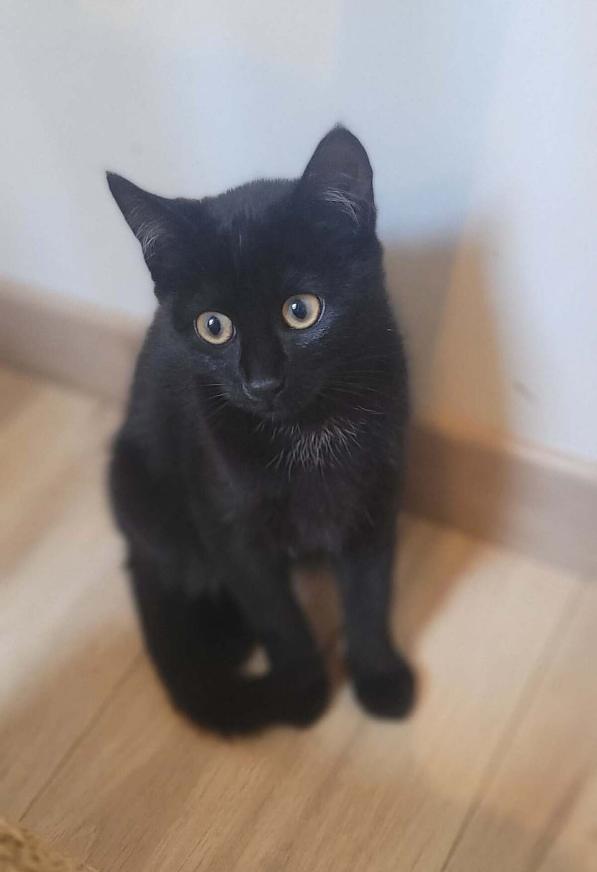 Adoption Bonnie