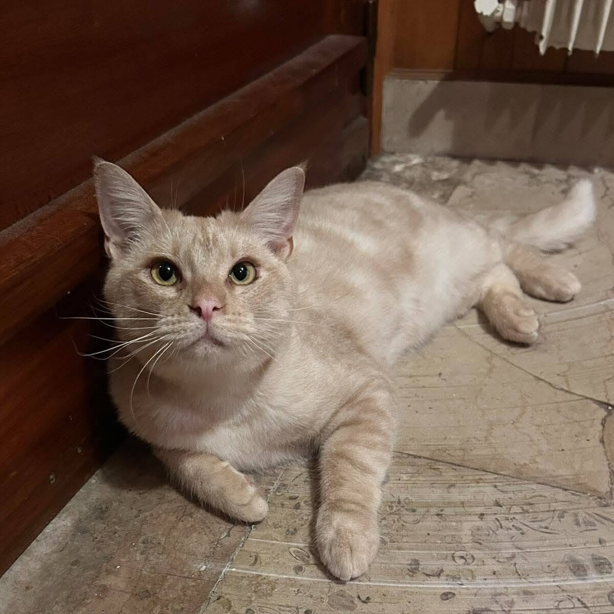 Adoption Wink