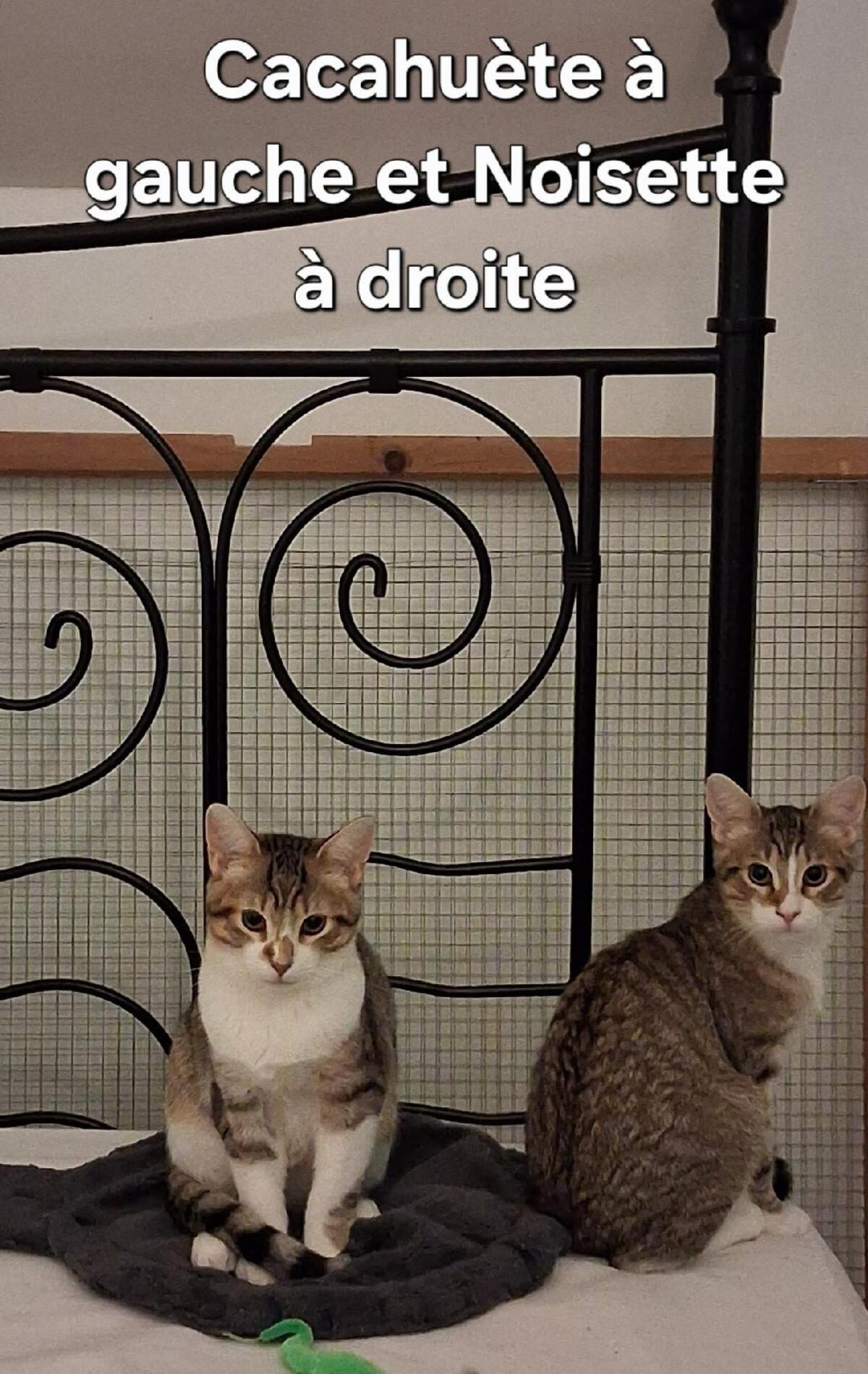 Adoption Noisette
