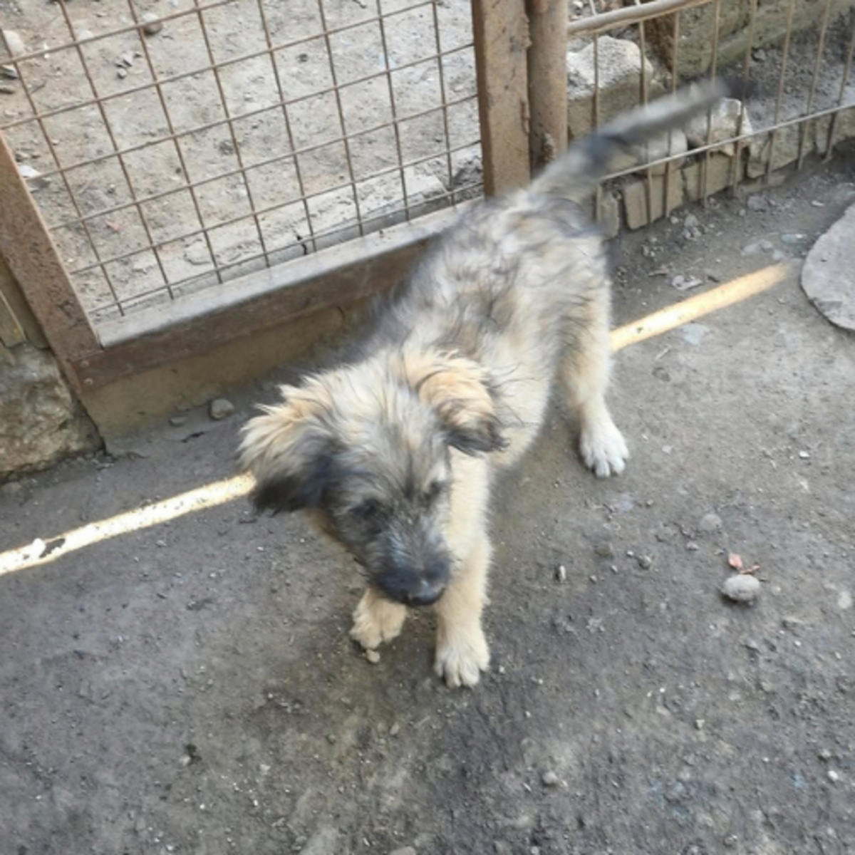 Adoption Mio