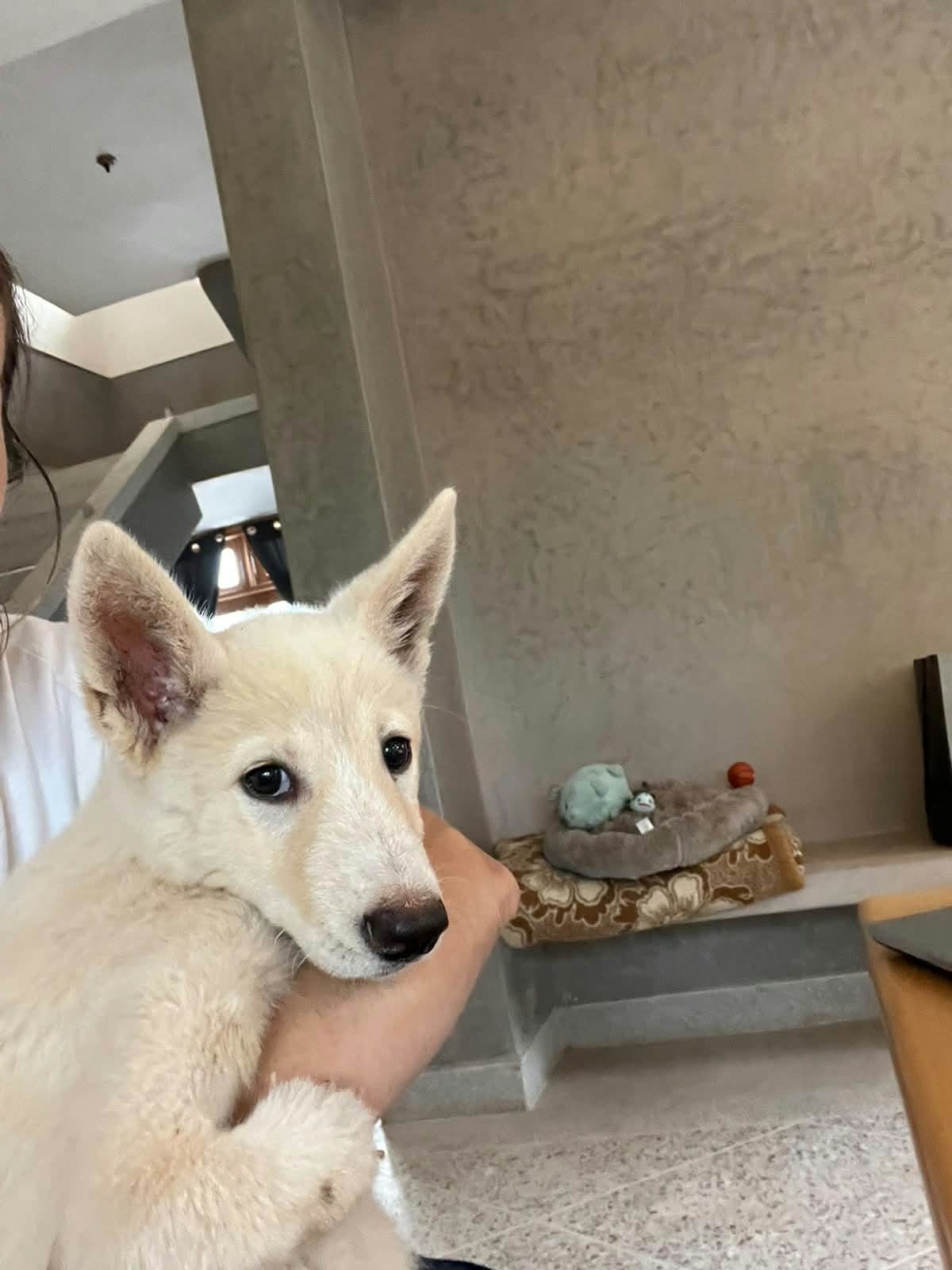 Adoption Blanche