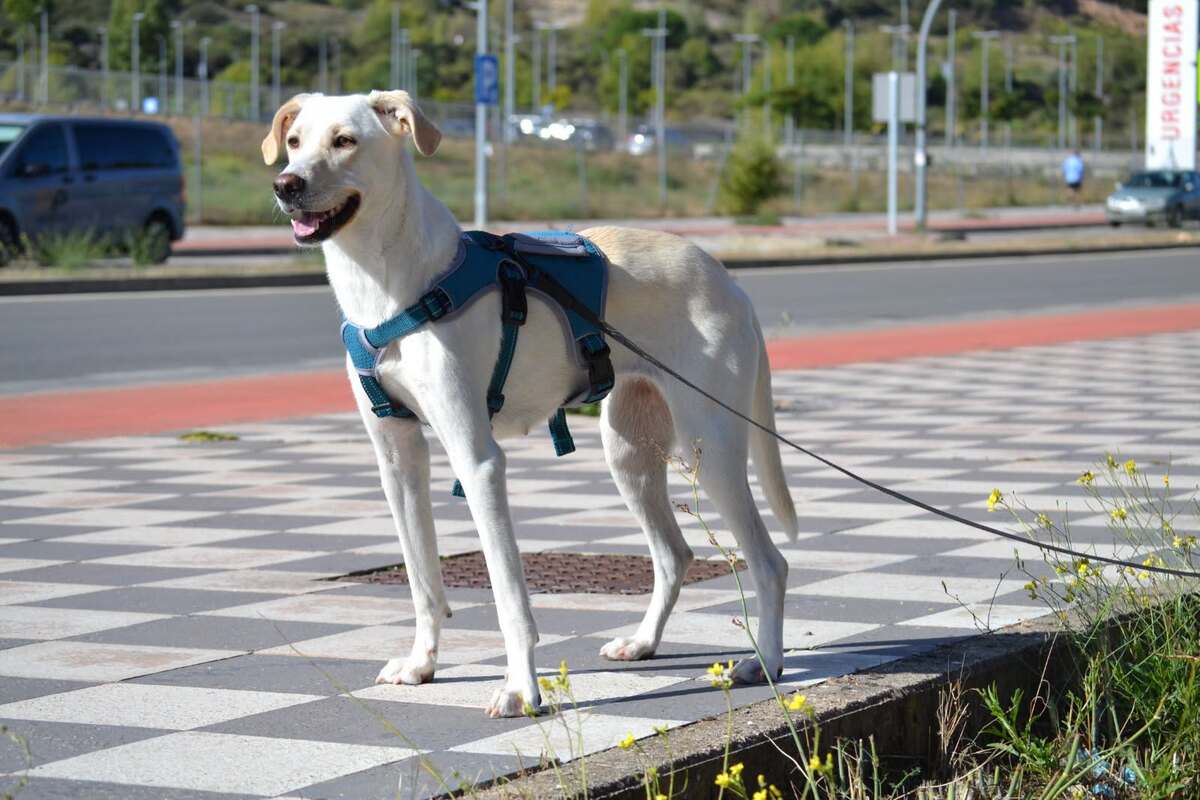 Adoption Lina