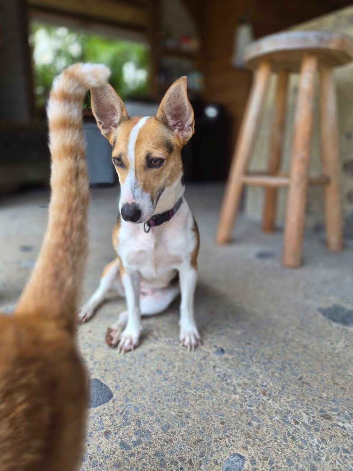 Adoption Mozaik