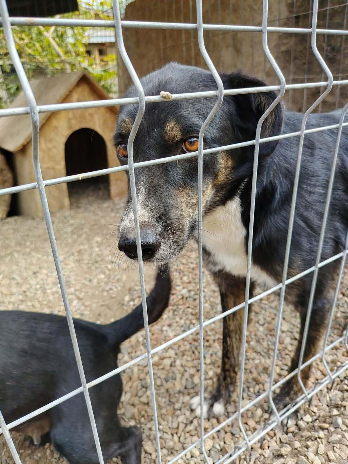 Adoption Eloan