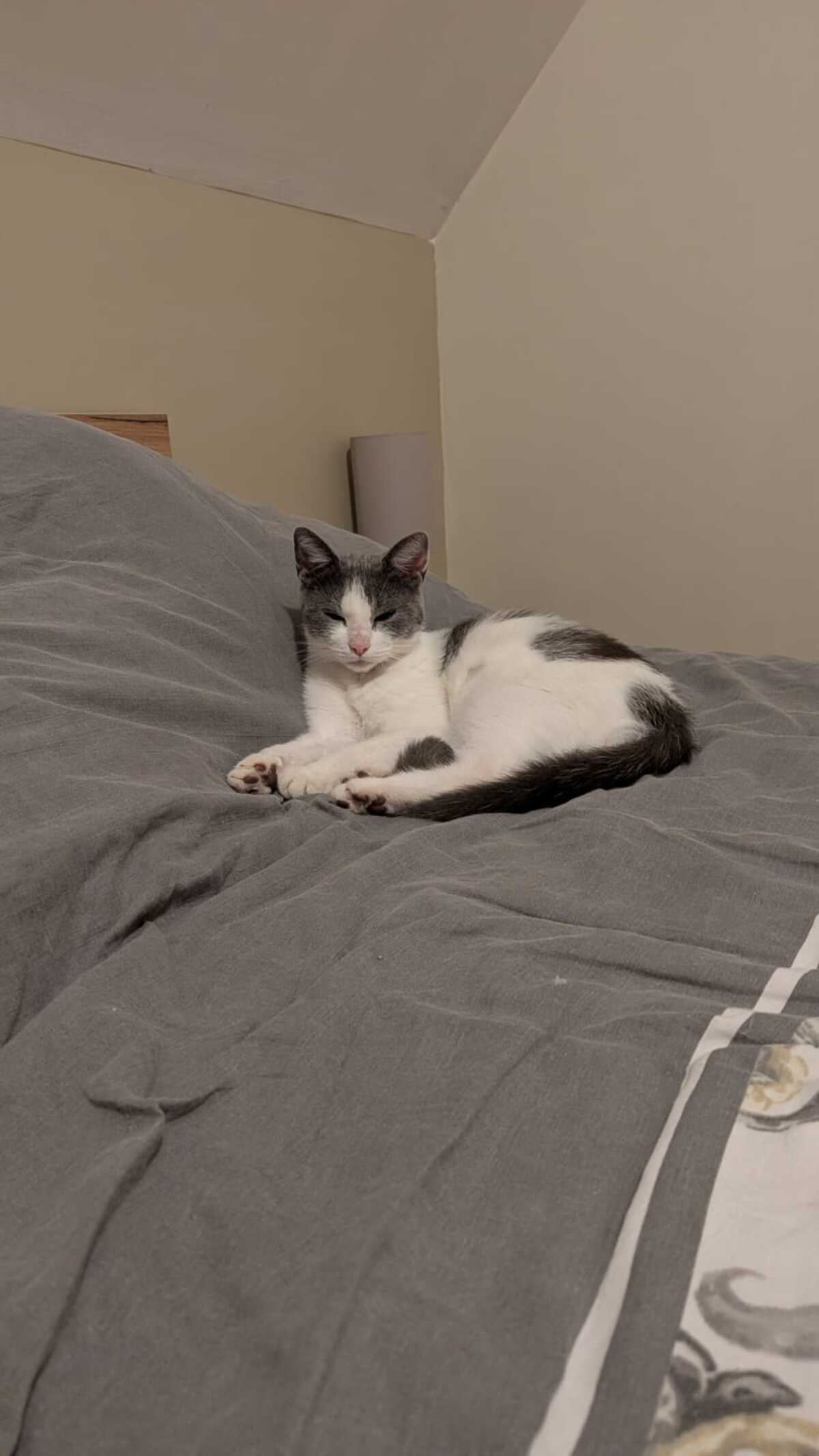 Adoption Friponne