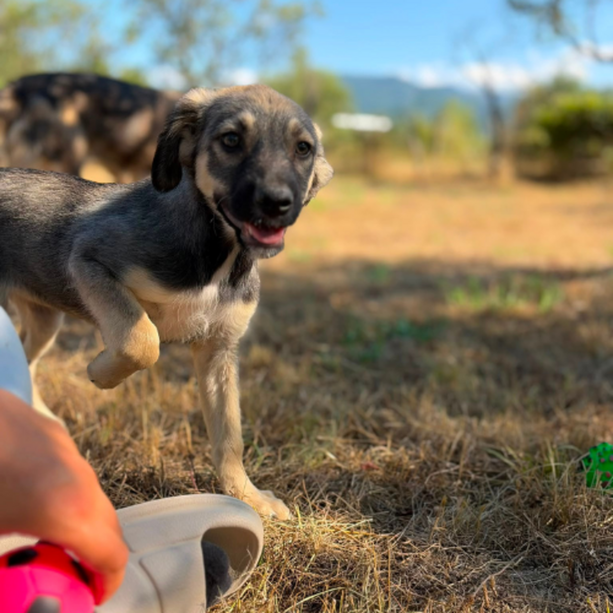 Adoption FREYA
