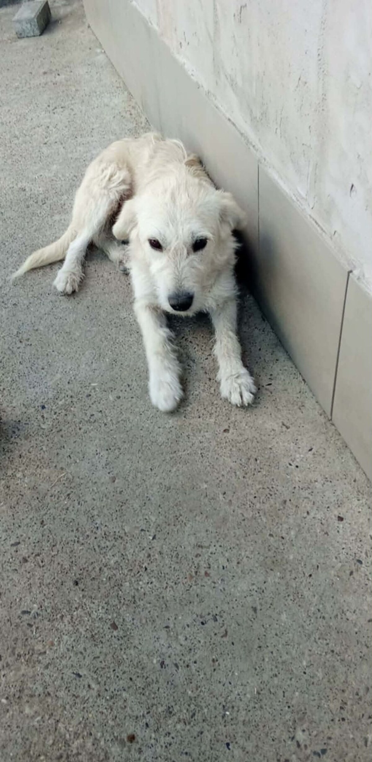 Adoption Amara